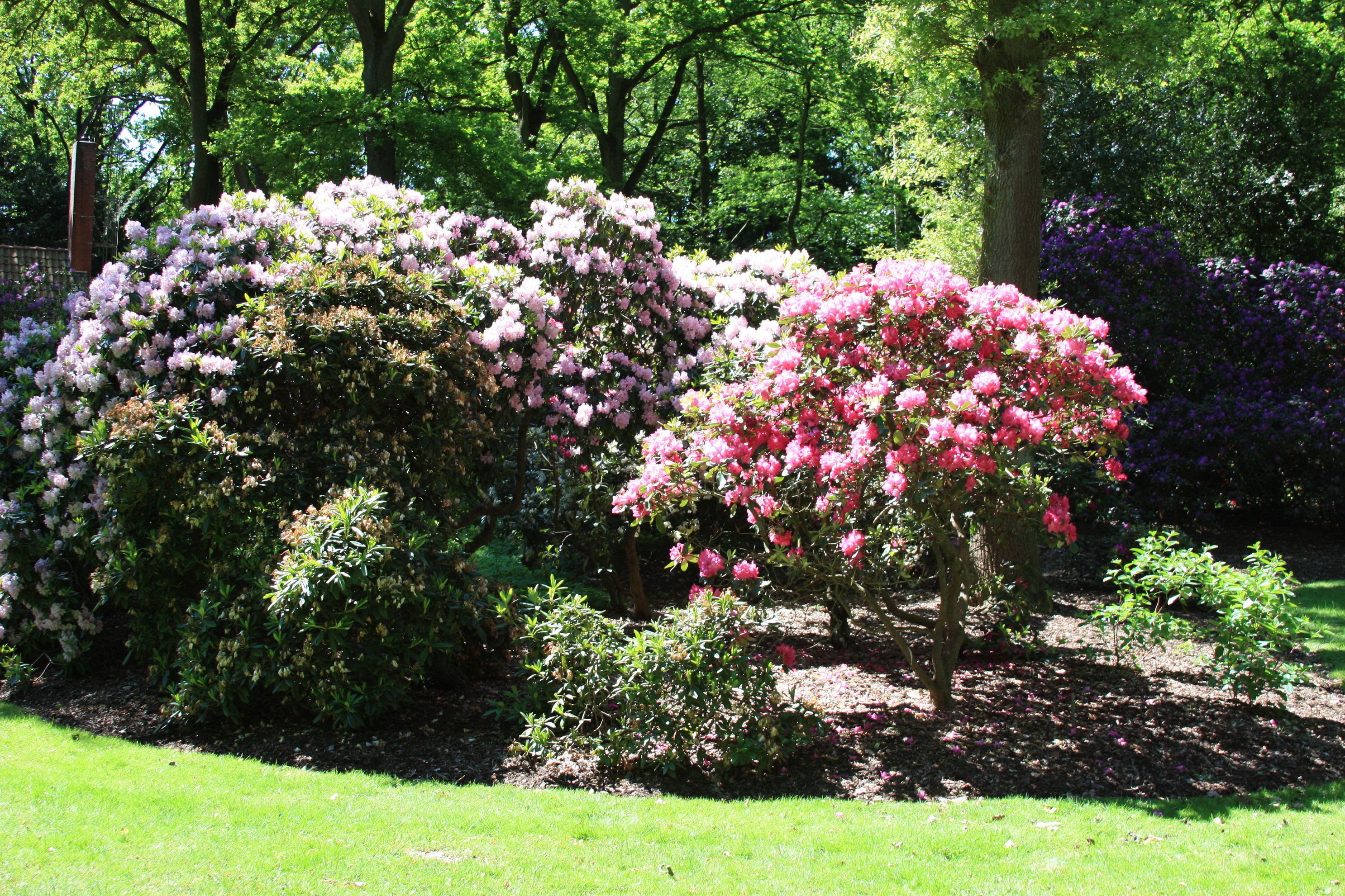Rhododendrons in a park in Bremen, Germany HD Wallpaper