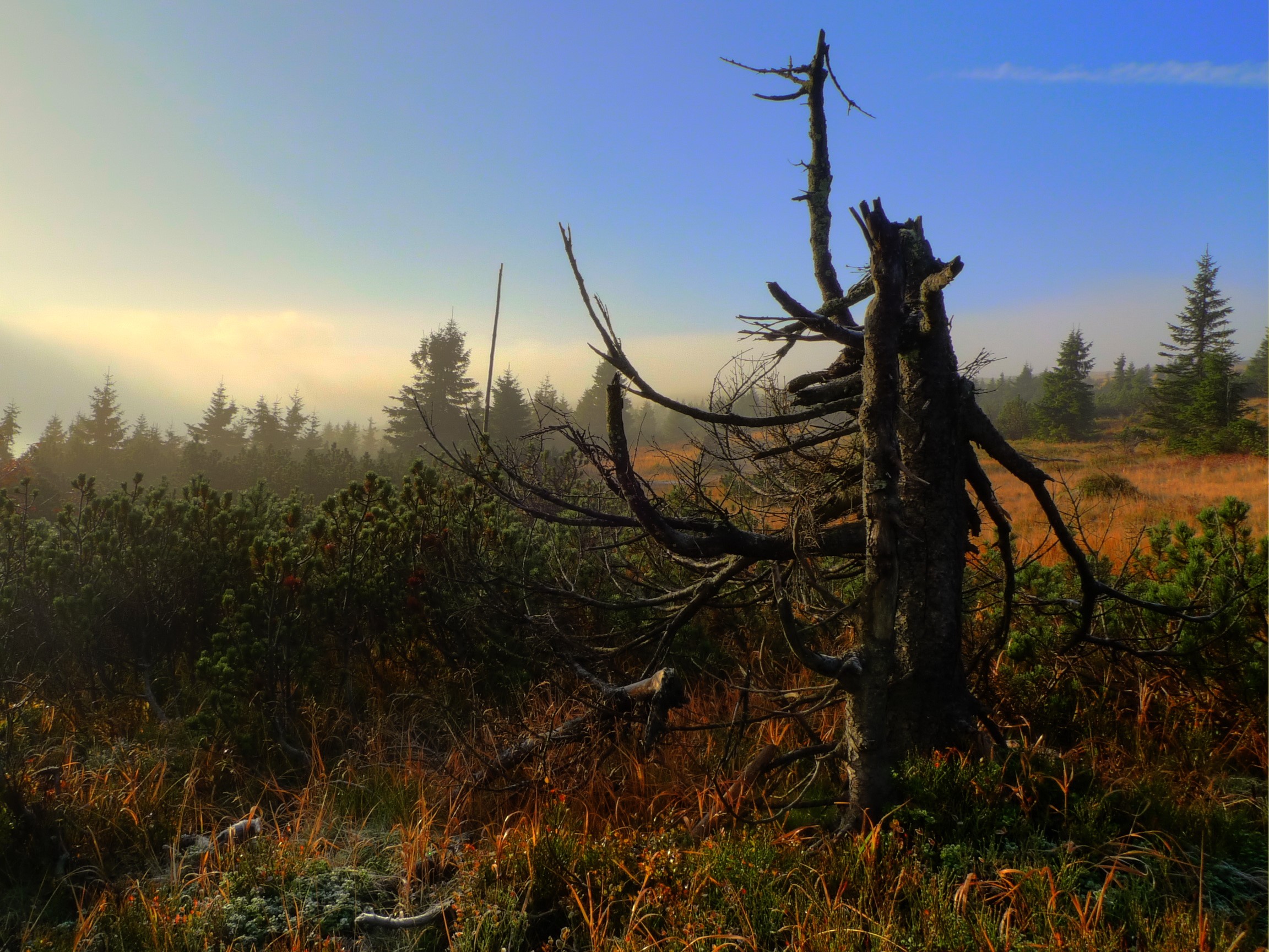 Dead tree in Krkonose National Park, Czech Republic HD Wallpaper
