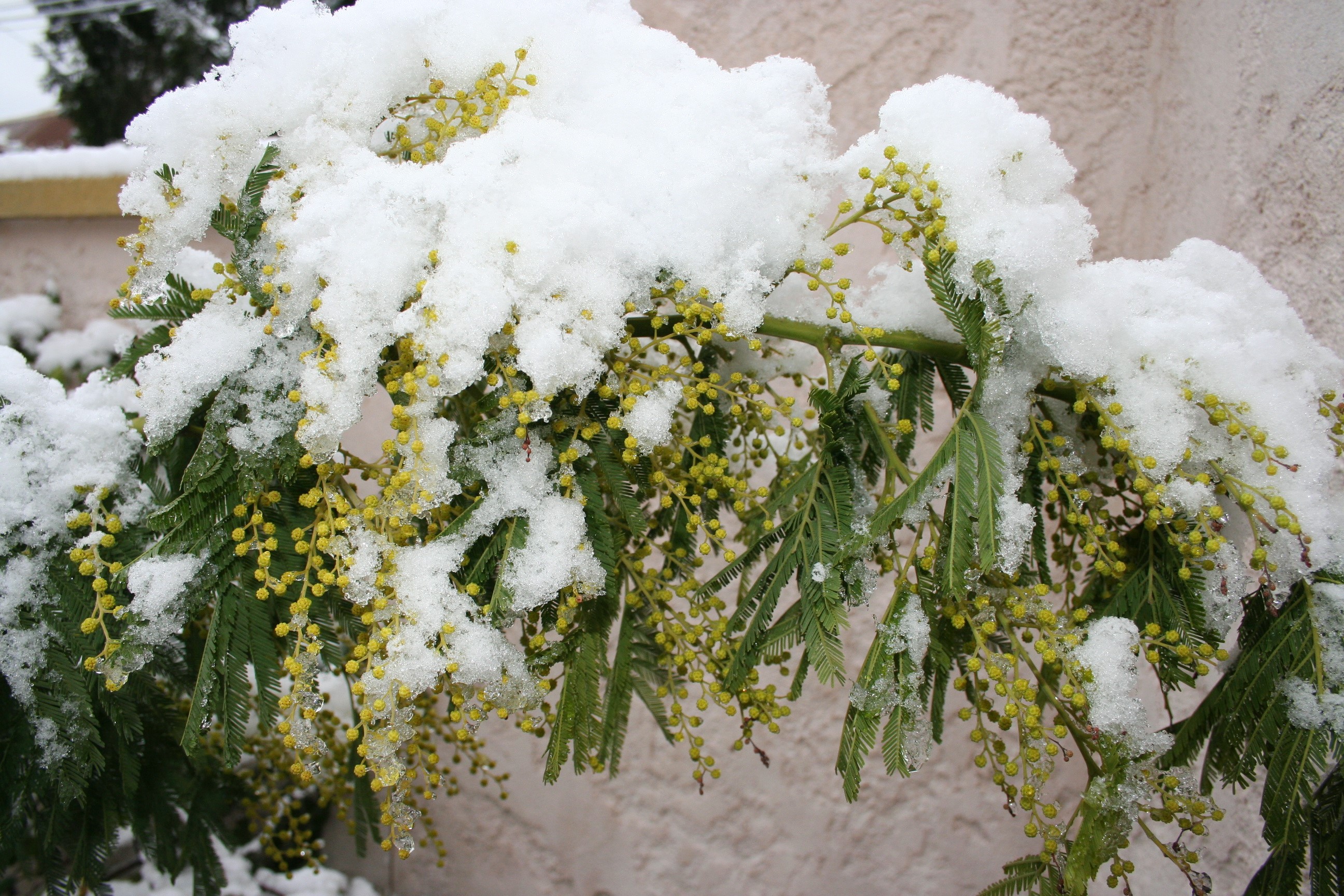 Mimosa branches covered in snow HD Wallpaper