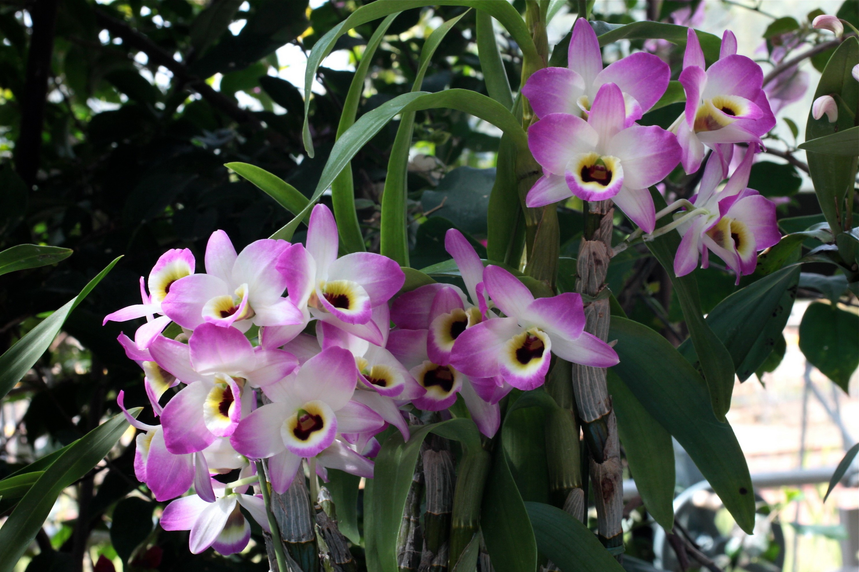 Dendrobium orchid flowers with pink and white petals HD Wallpaper