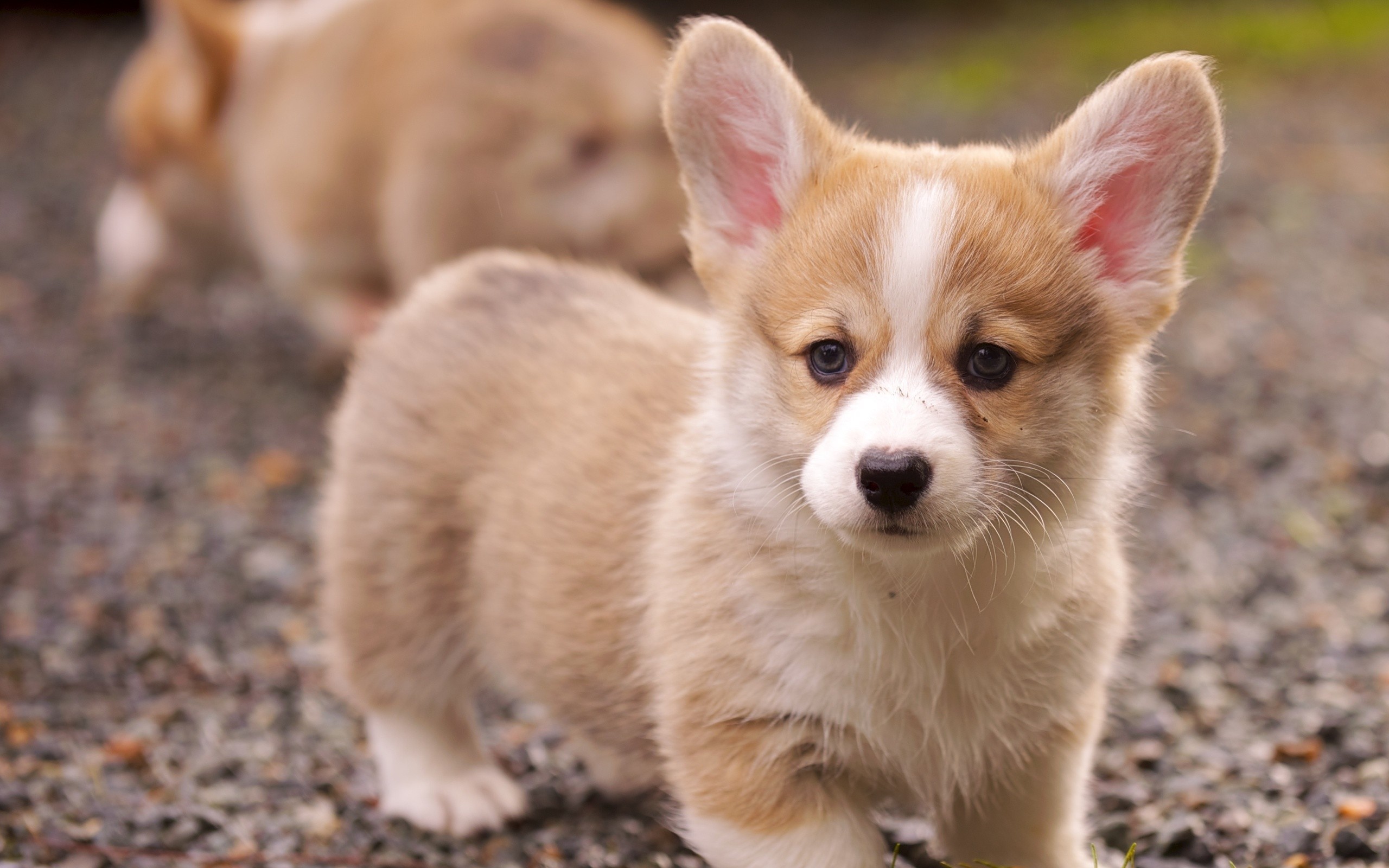 Two Welsh Corgi puppies on a gravel path HD Wallpaper