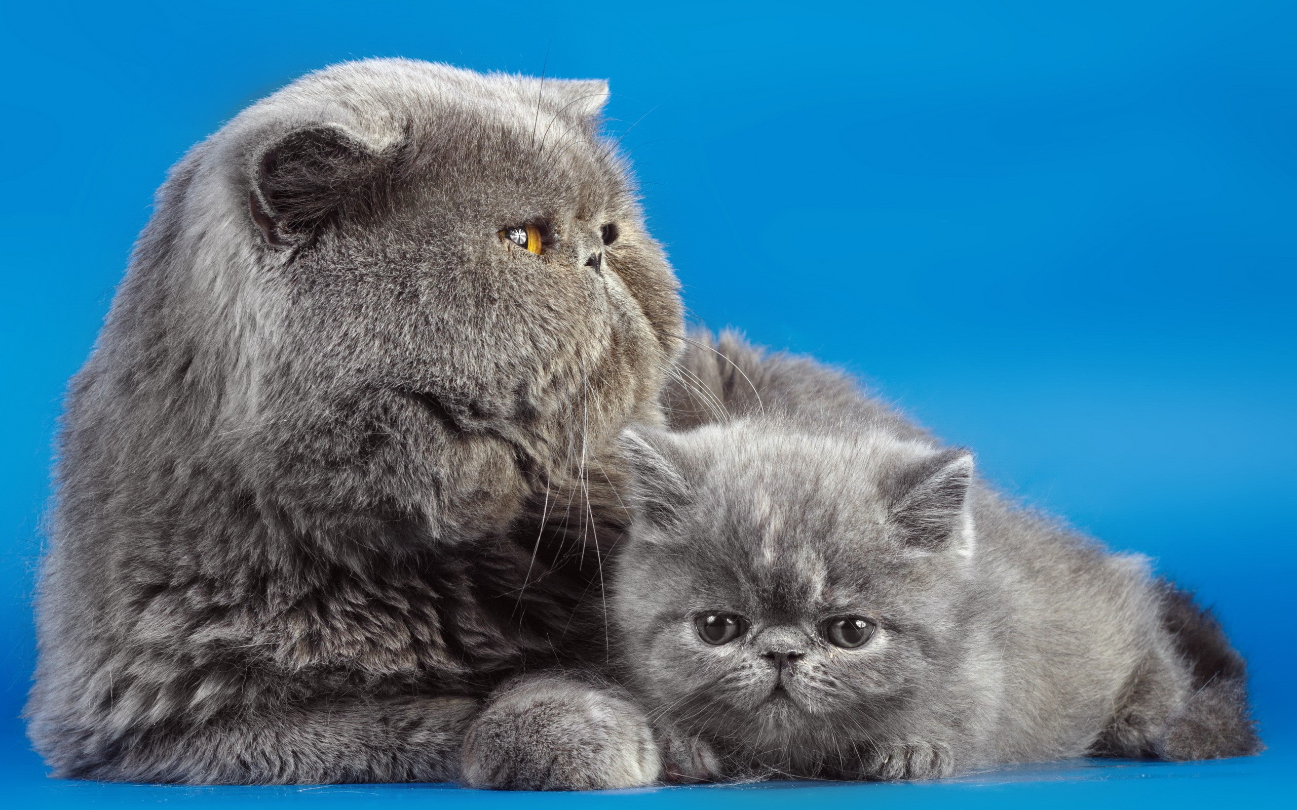 Two grey fluffy cats on a blue background HD Wallpaper