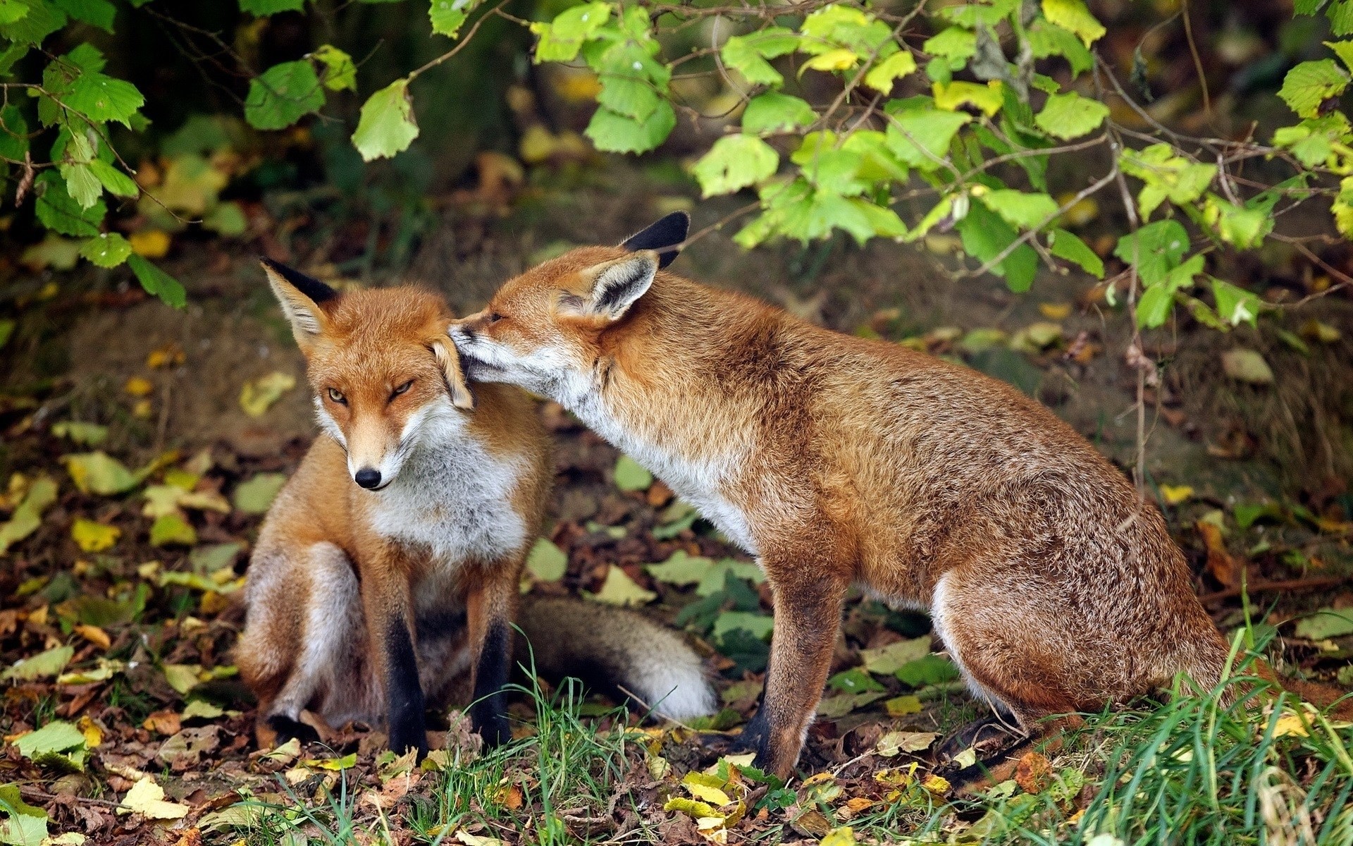 Two foxes interacting in a forest HD Wallpaper