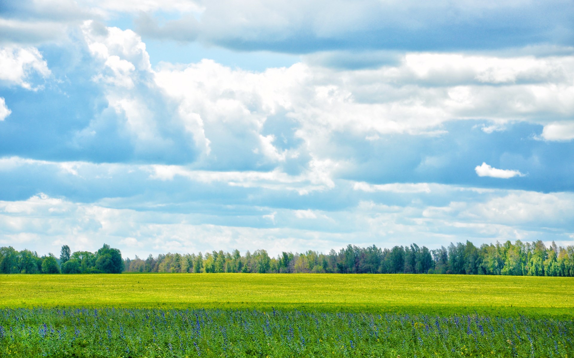 Green field with trees and clouds HD Wallpaper