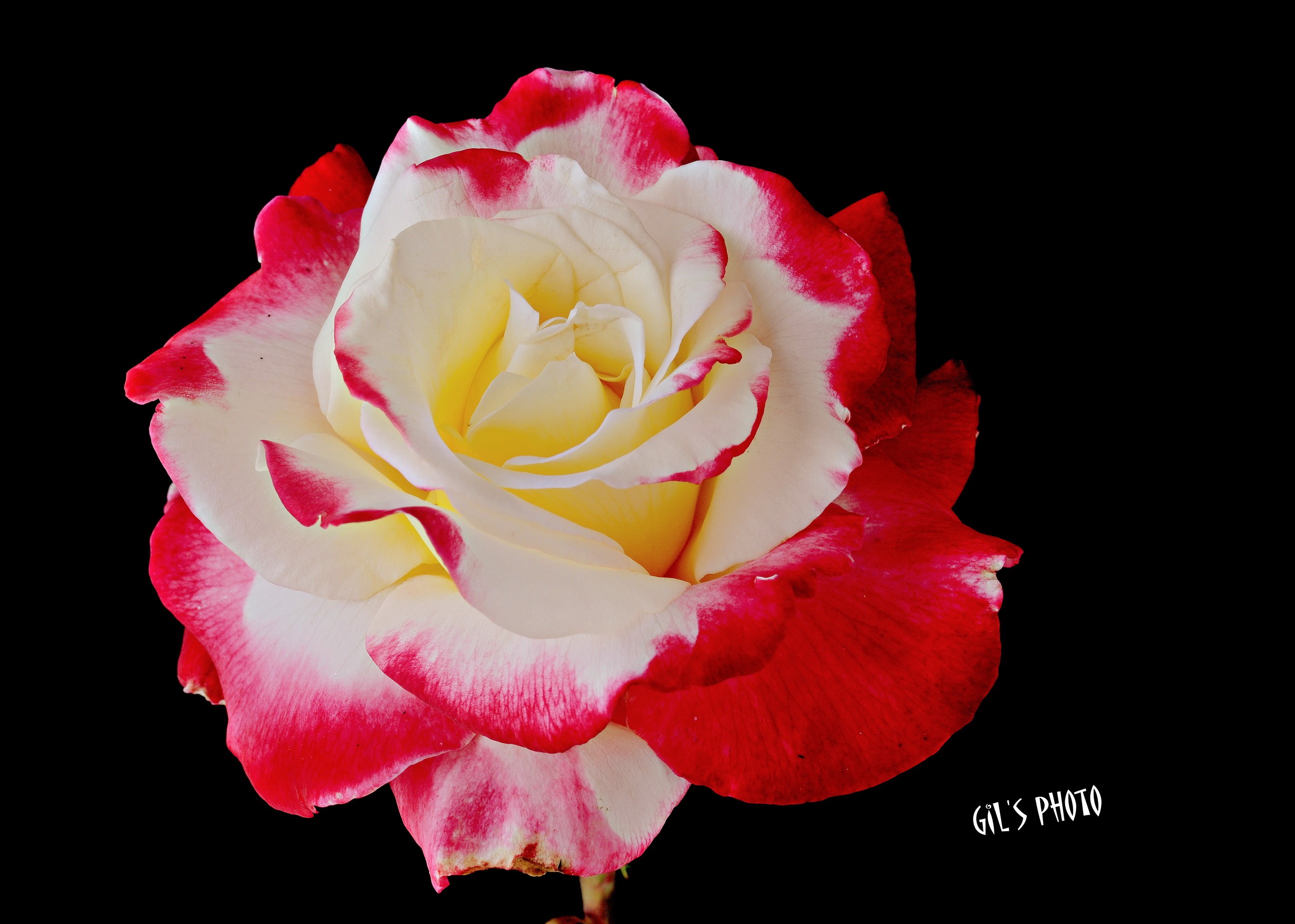 A bi-colored rose with red-edged white petals HD Wallpaper