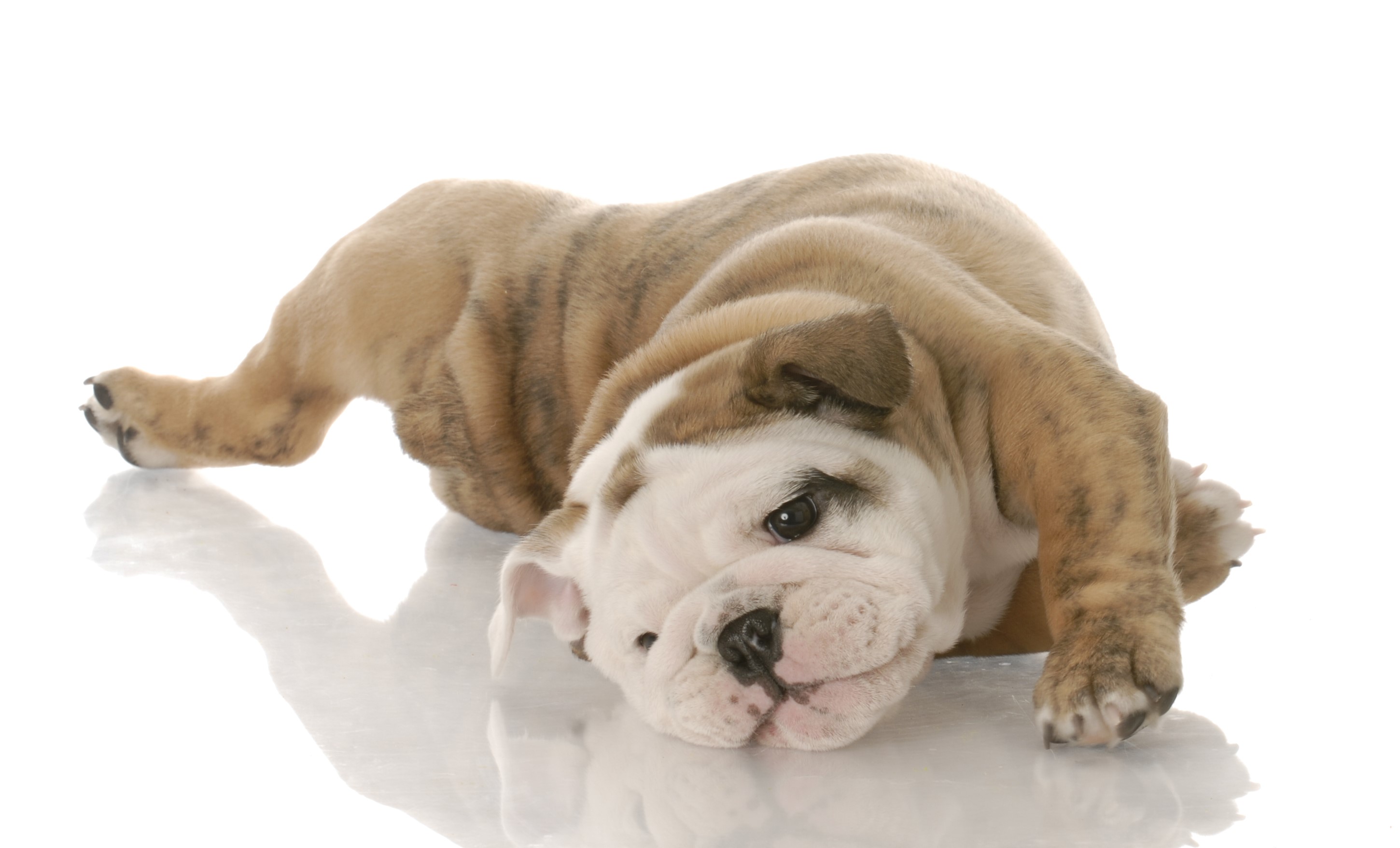 English Bulldog puppy lying on a white surface HD Wallpaper
