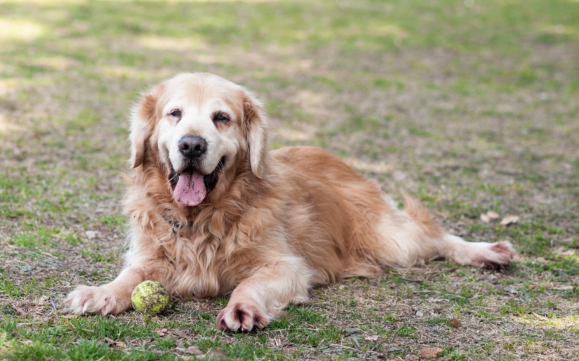 Golden Retriever dog lying on grass with a ball HD Wallpaper