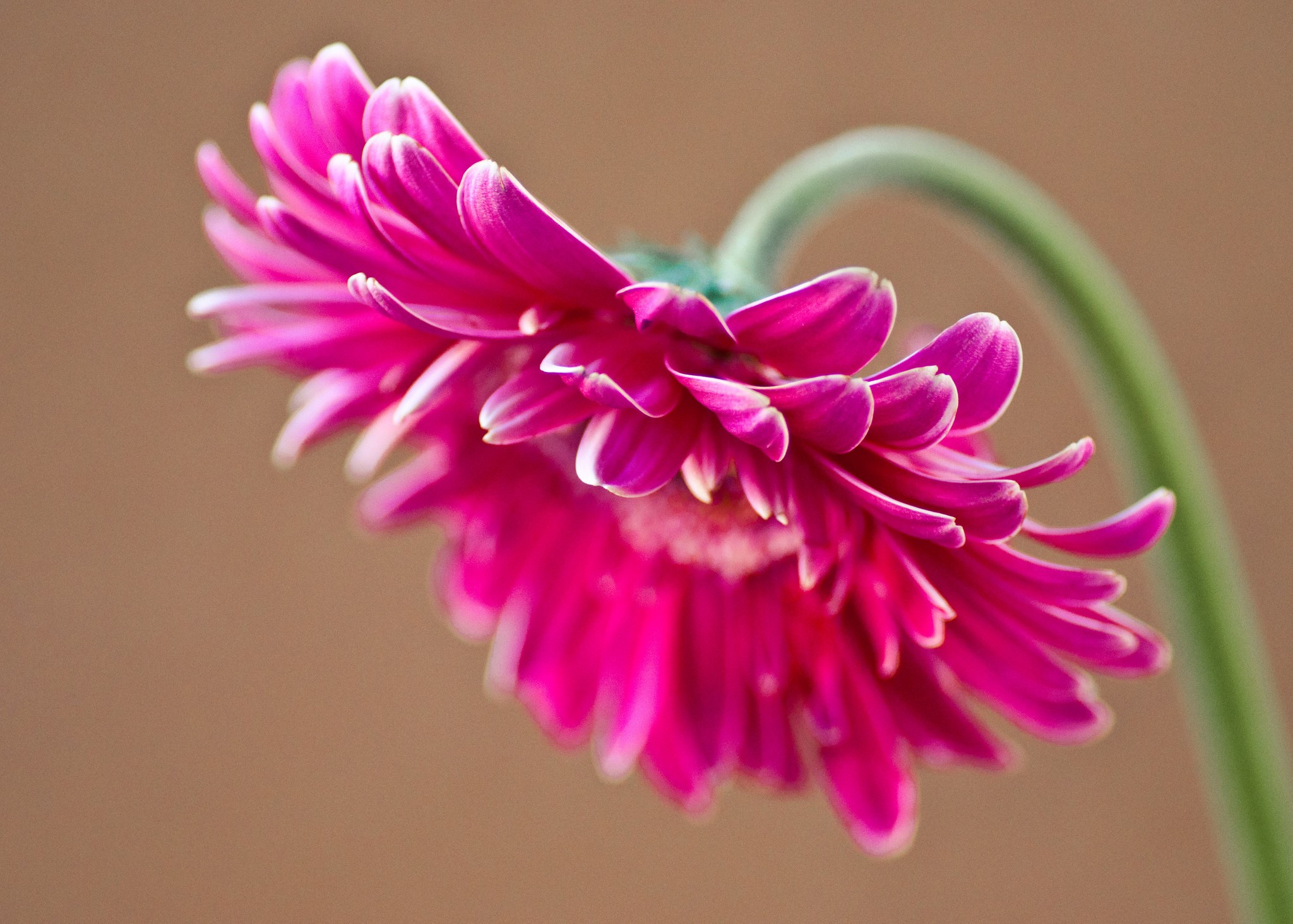 Pink Gerbera Daisy Flower HD Wallpaper