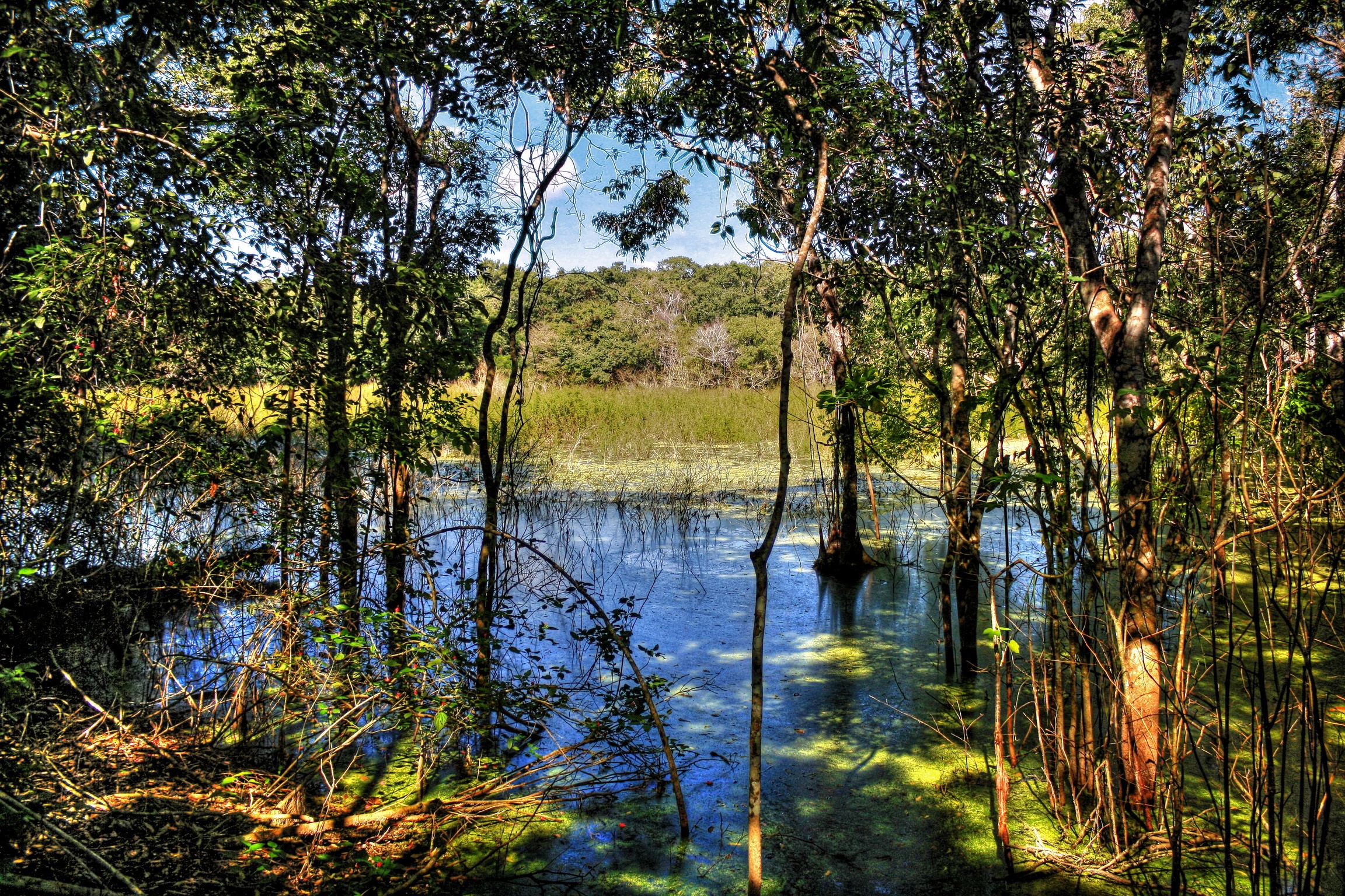 Swampy forest with trees and water HD Wallpaper