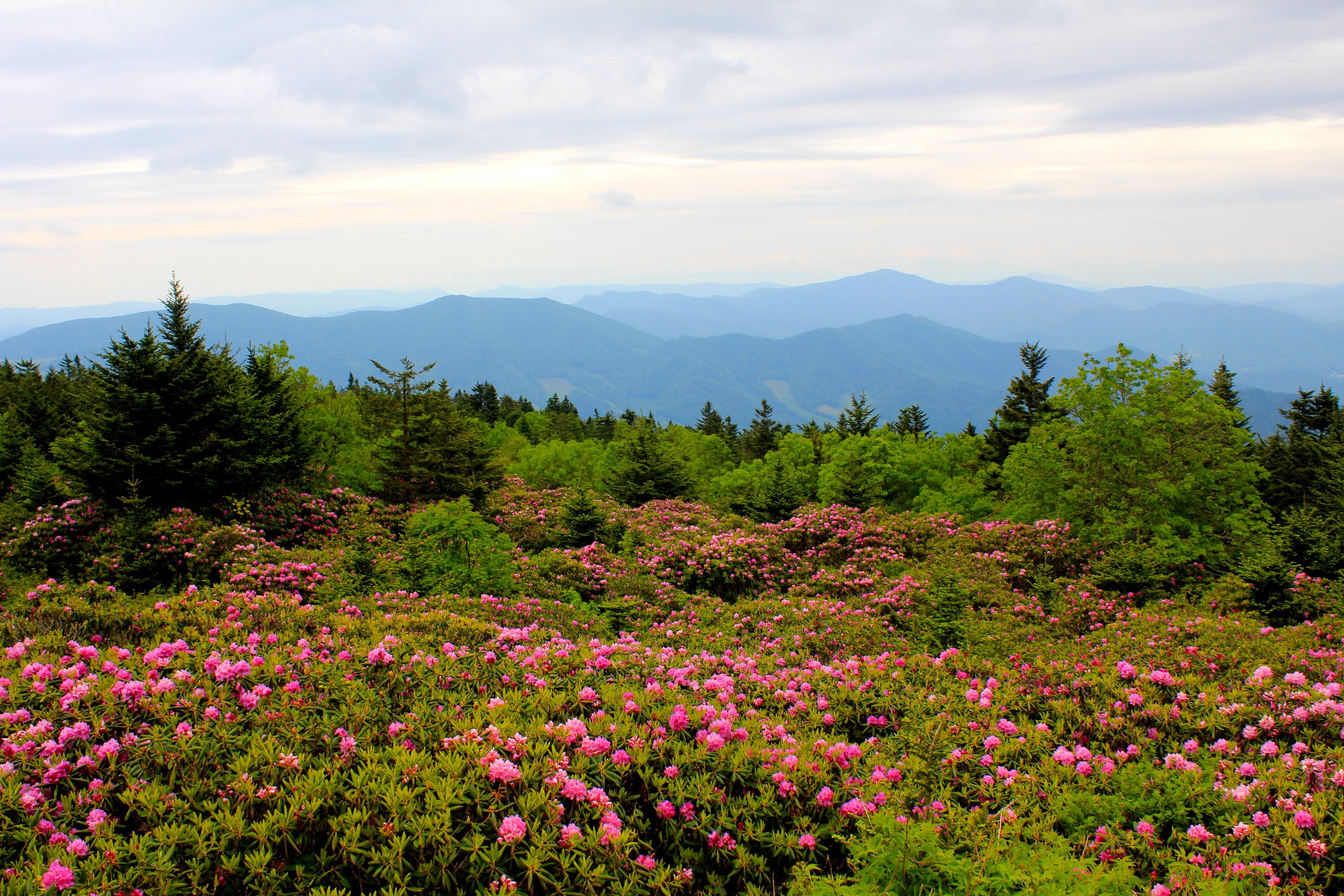 Mountain Rhododendrons in North Carolina USA HD Wallpaper