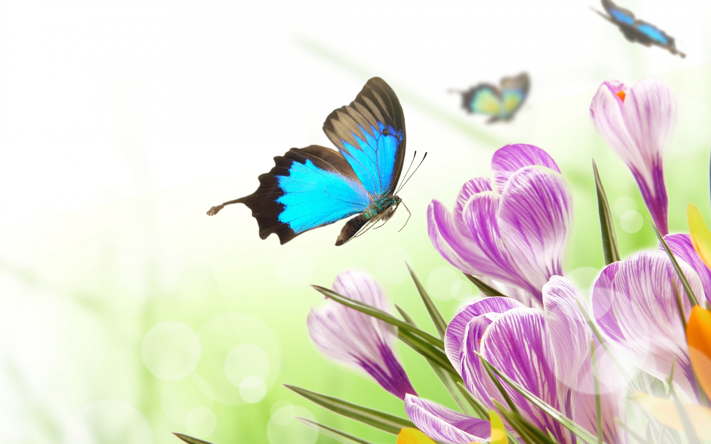 Blue butterfly and purple crocuses in soft light HD Wallpaper