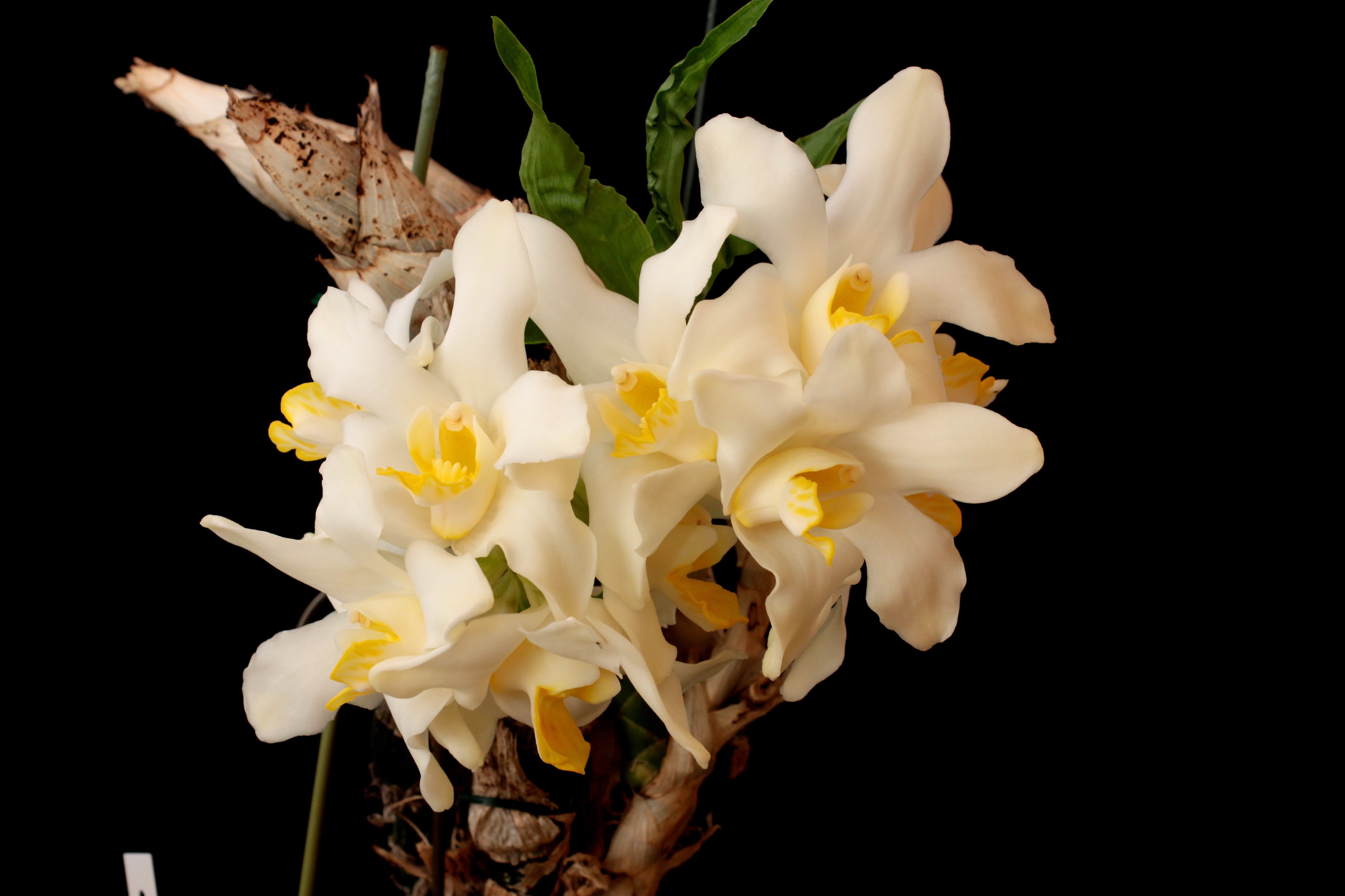 White orchids with yellow centers on a black background HD Wallpaper