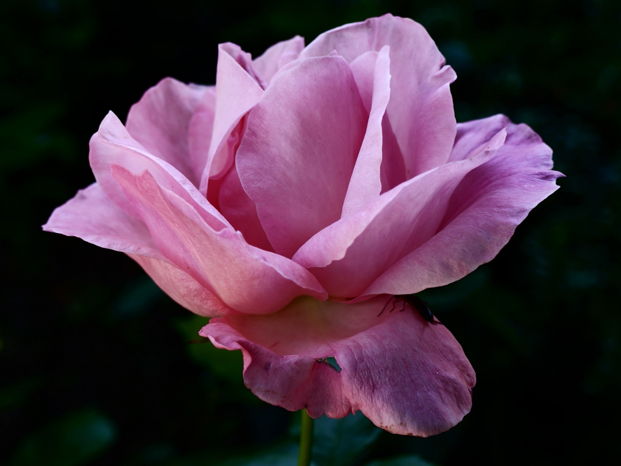 Close-up of a pink rose with dark background HD Wallpaper