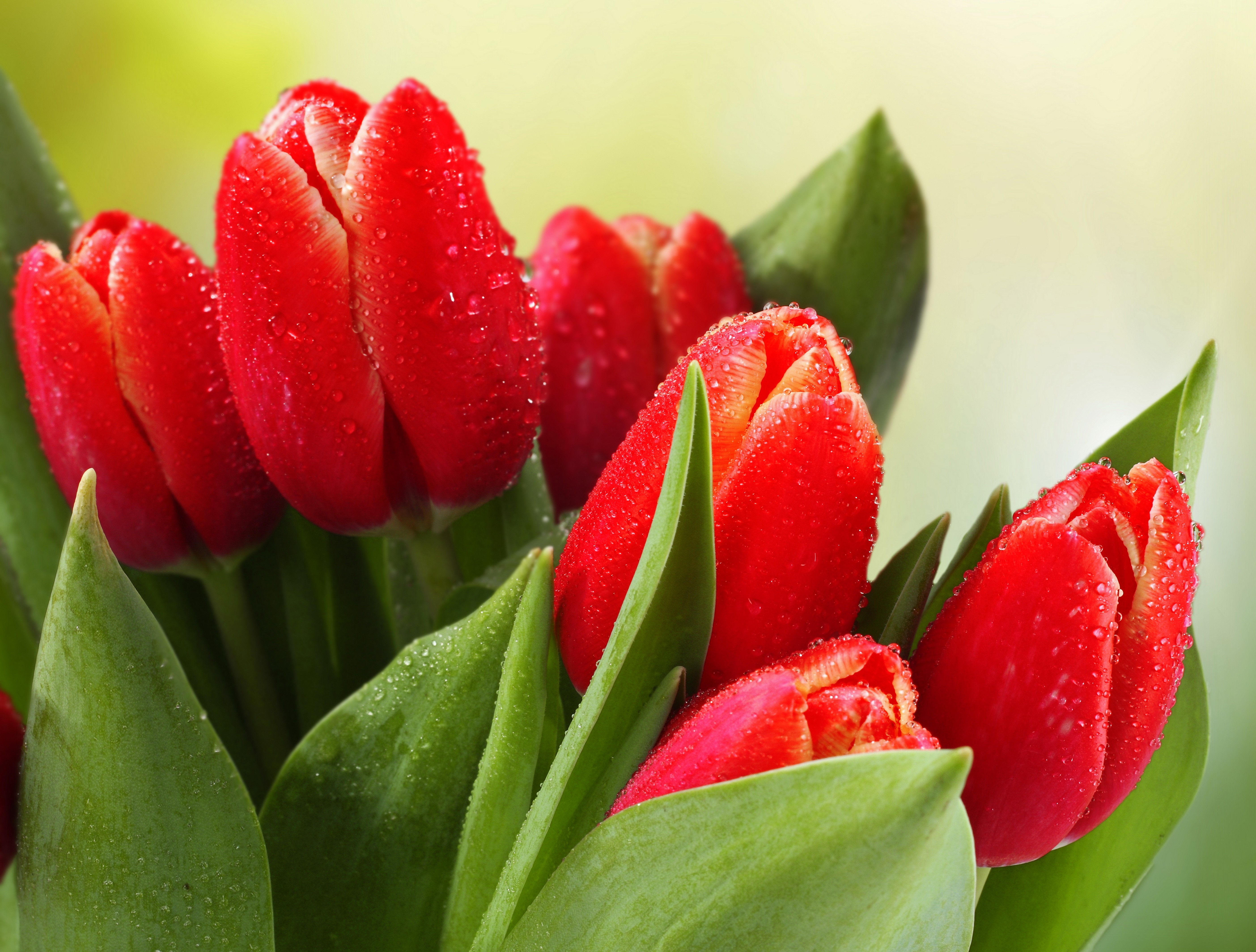 Red Tulips with Water Drops HD Wallpaper