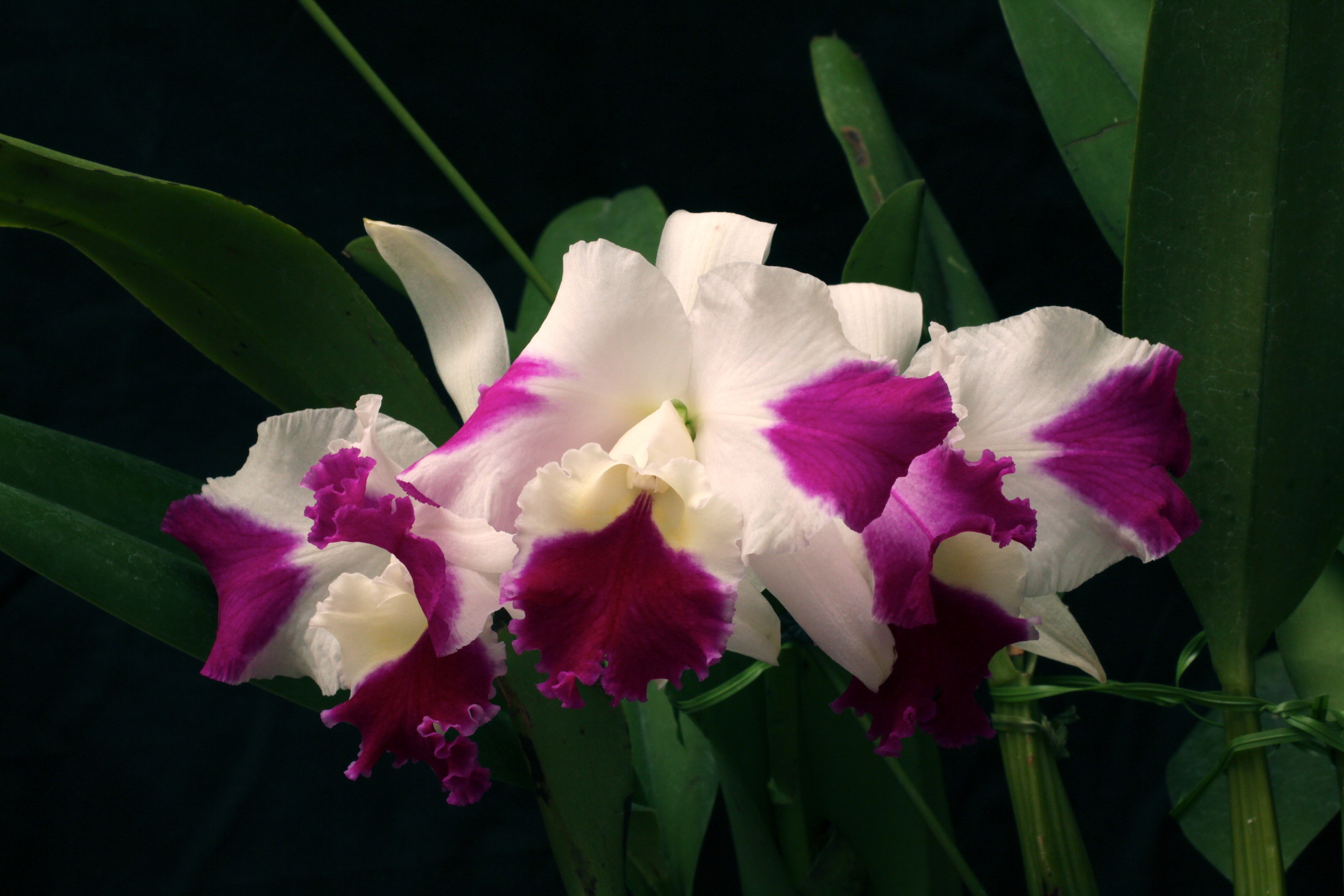 White and purple orchids with green leaves HD Wallpaper