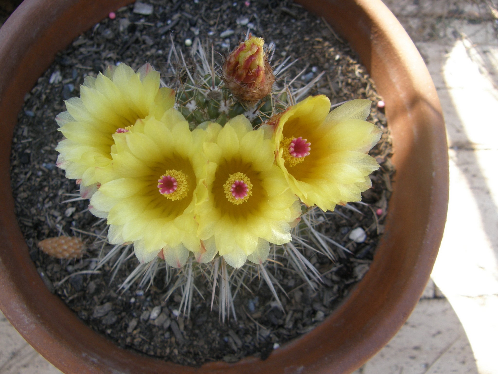 Yellow cactus flowers in a pot HD Wallpaper