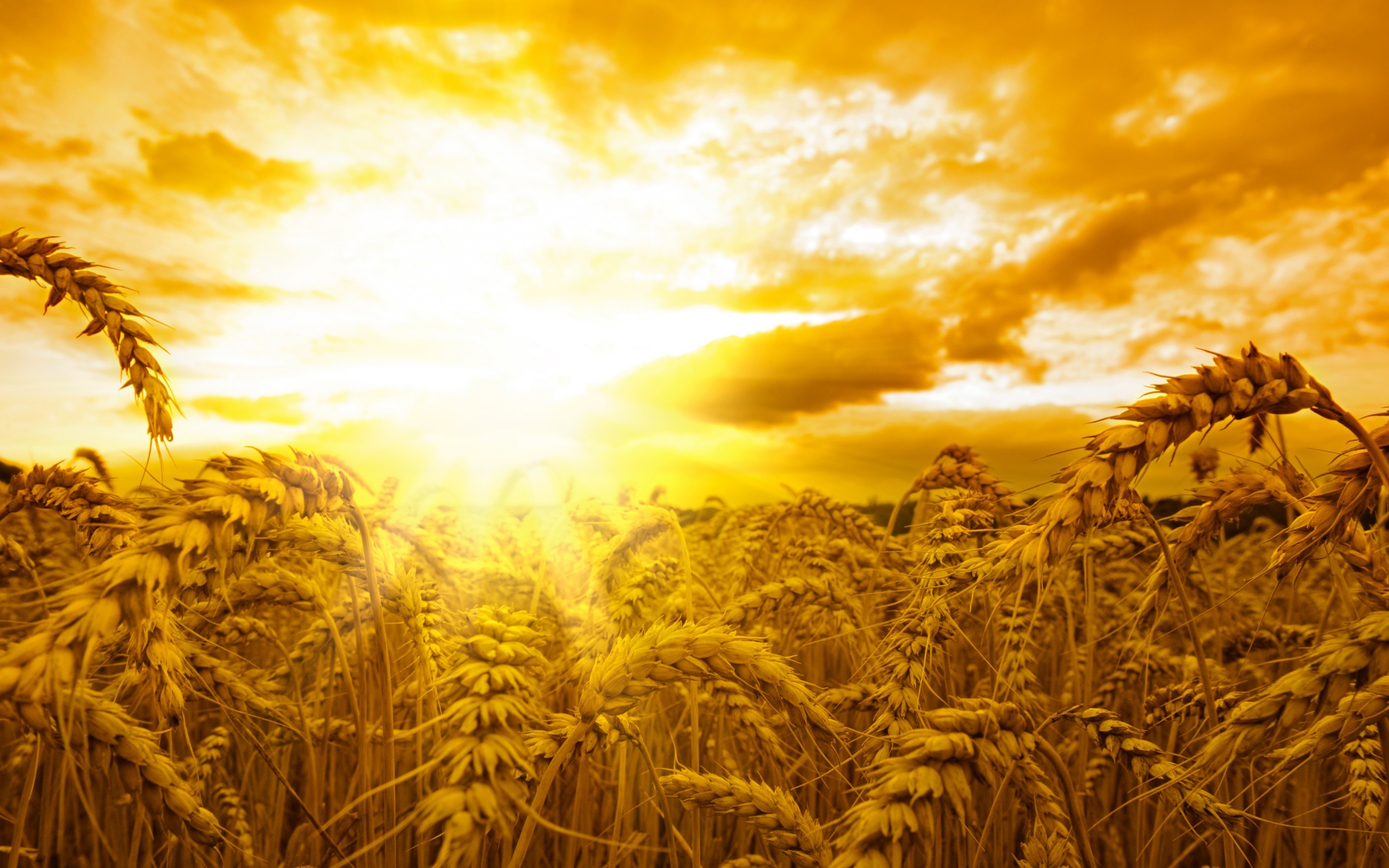 Wheat field at sunset HD Wallpaper
