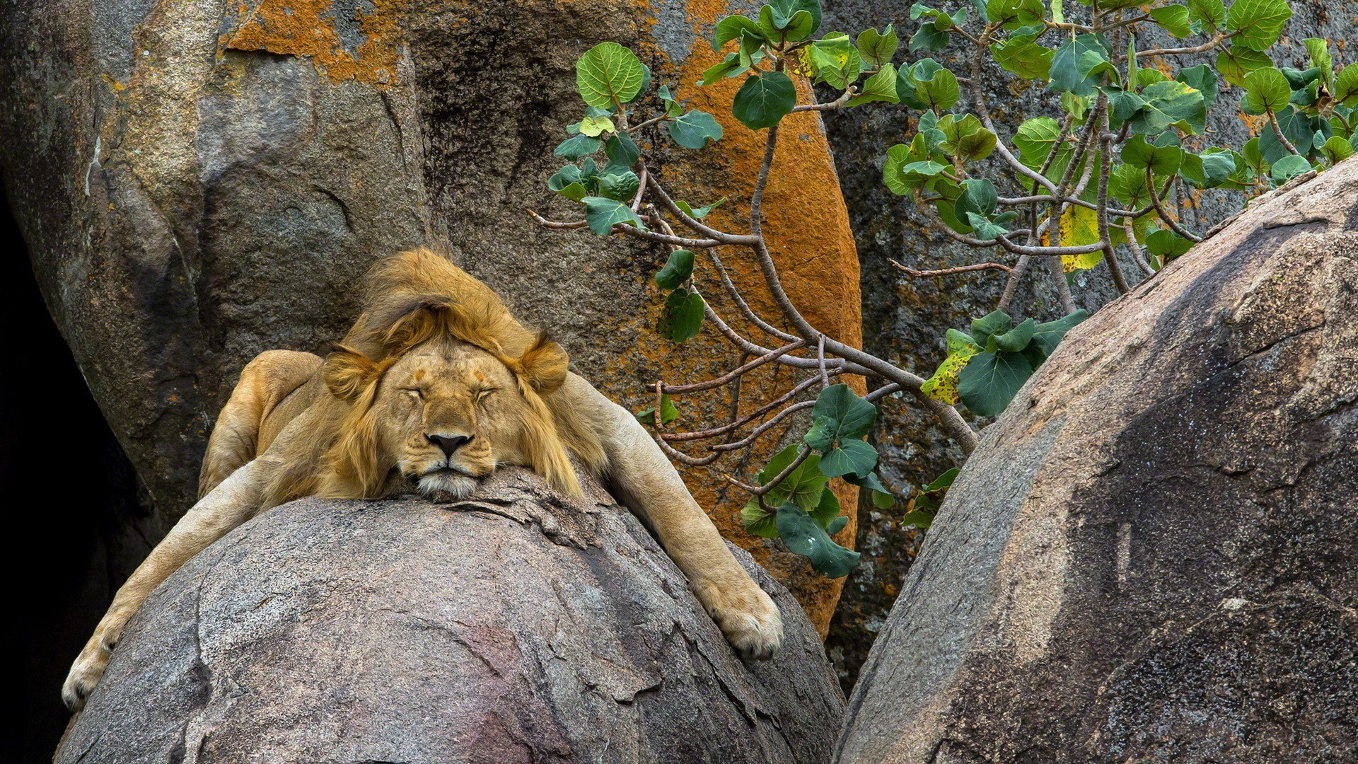 Lion sleeping on rocks HD Wallpaper
