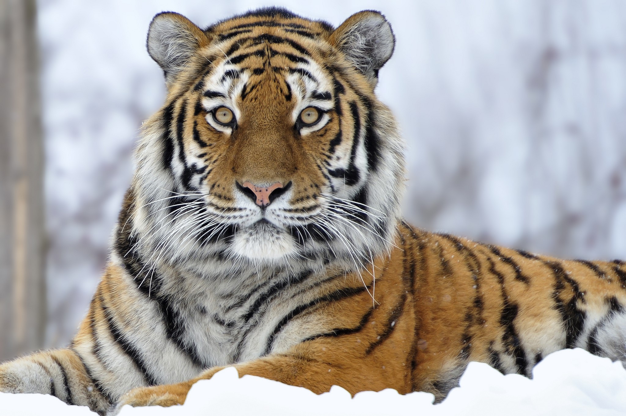 Tiger lying in the snow HD Wallpaper
