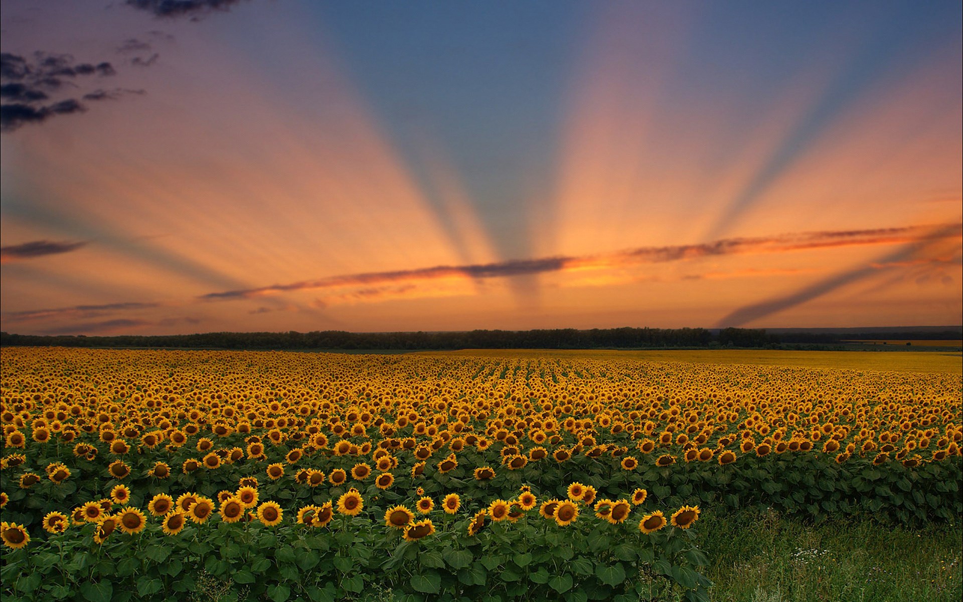 Field of sunflowers at sunset with crepuscular rays HD Wallpaper