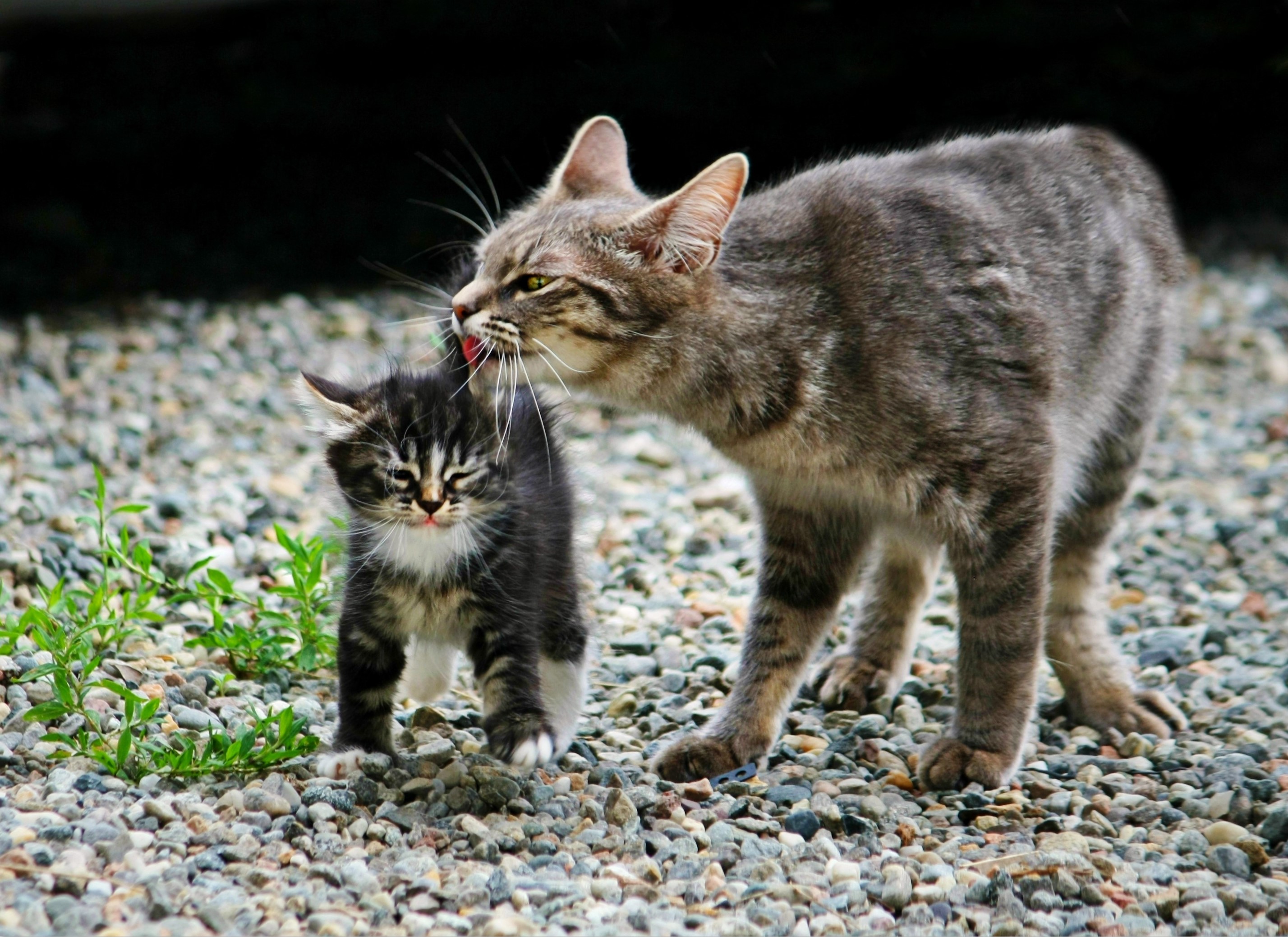 Mother cat grooming her kitten on gravel HD Wallpaper