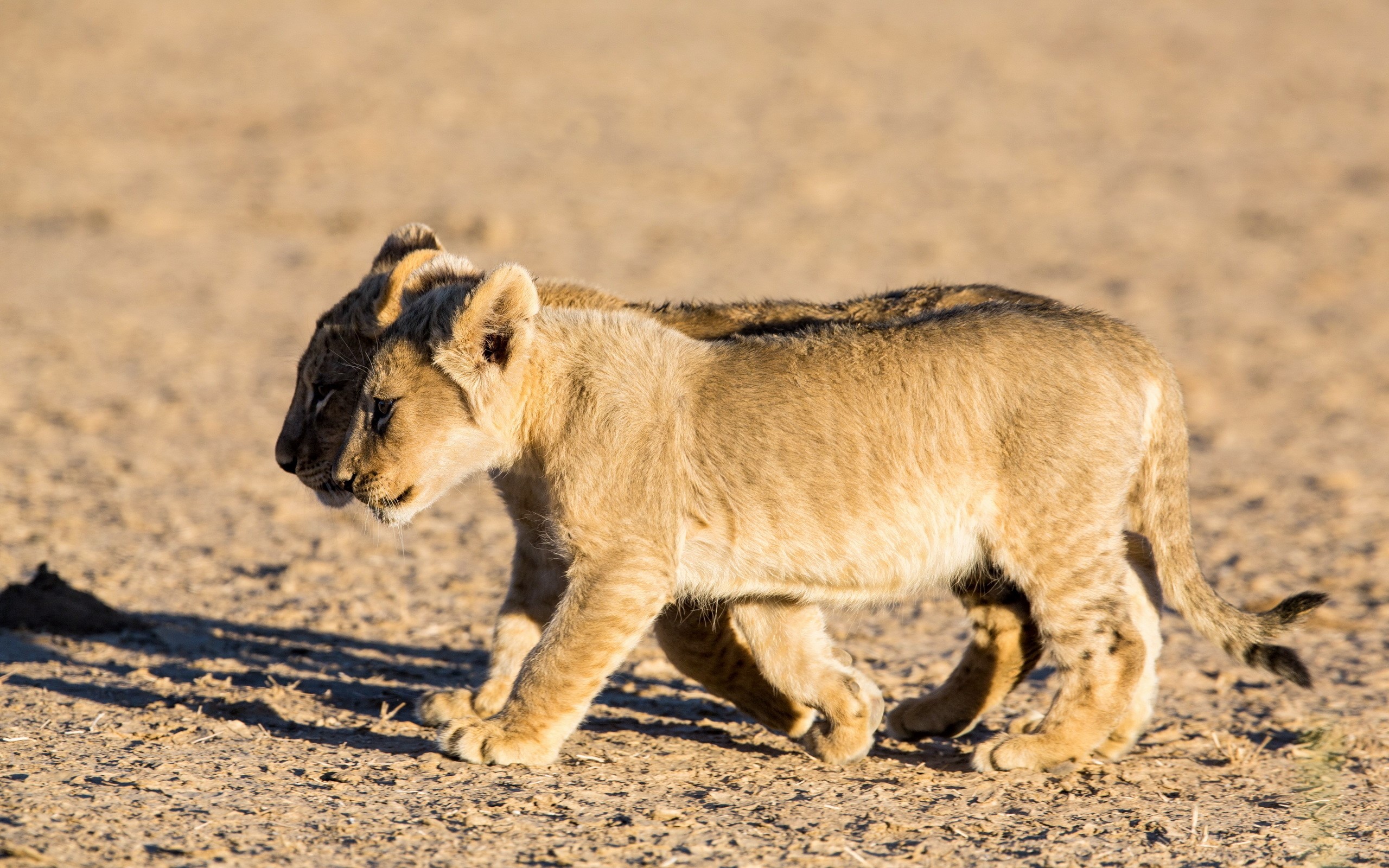 Two lion cubs walking on dry ground HD Wallpaper
