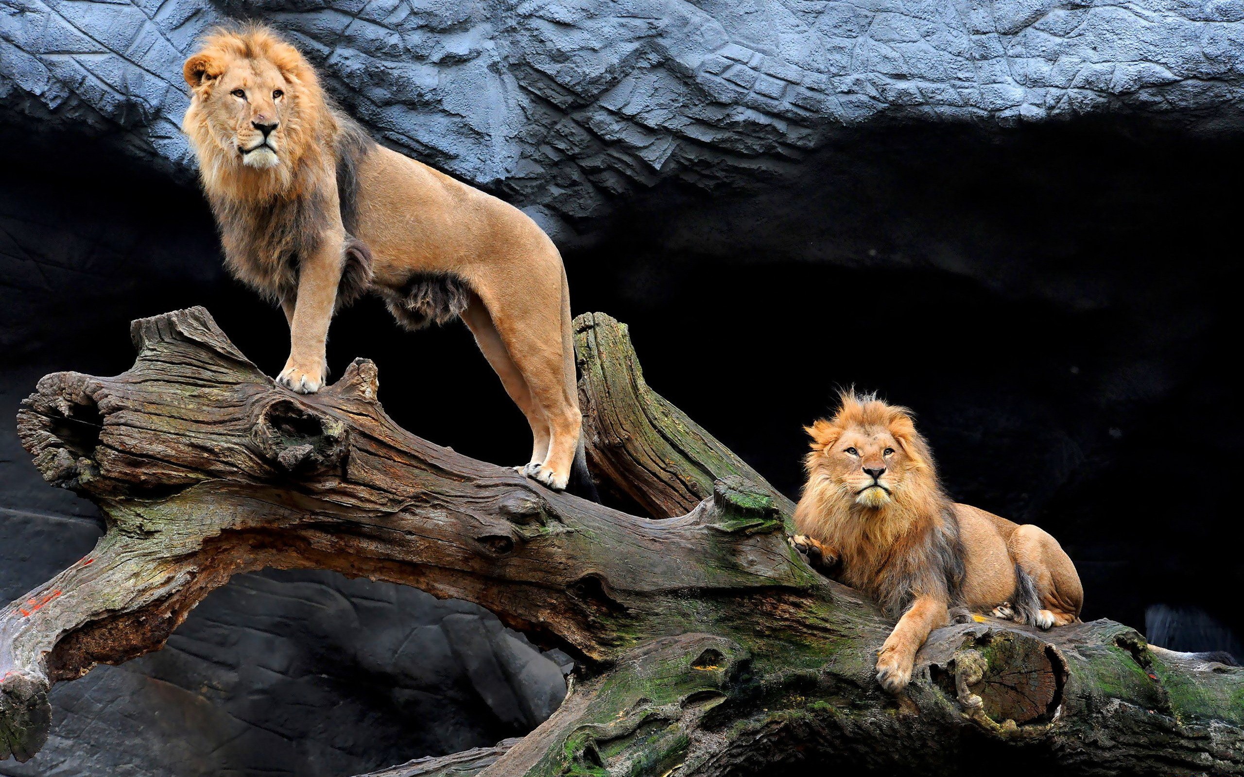 Two lions on a fallen tree trunk HD Wallpaper