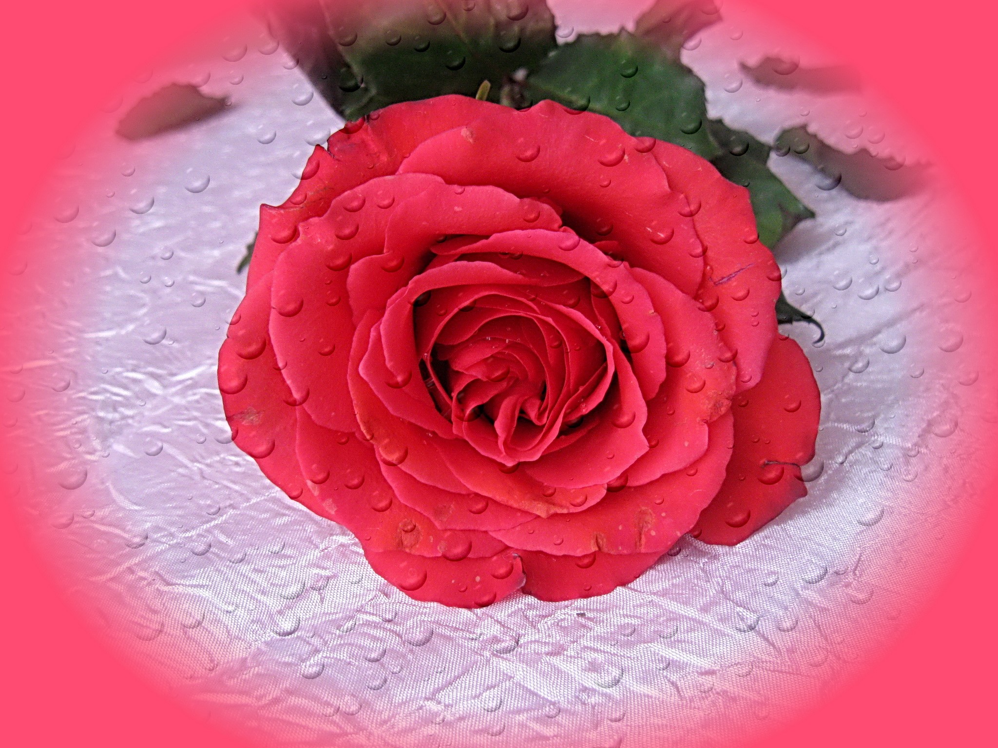 Red rose with water droplets HD Wallpaper