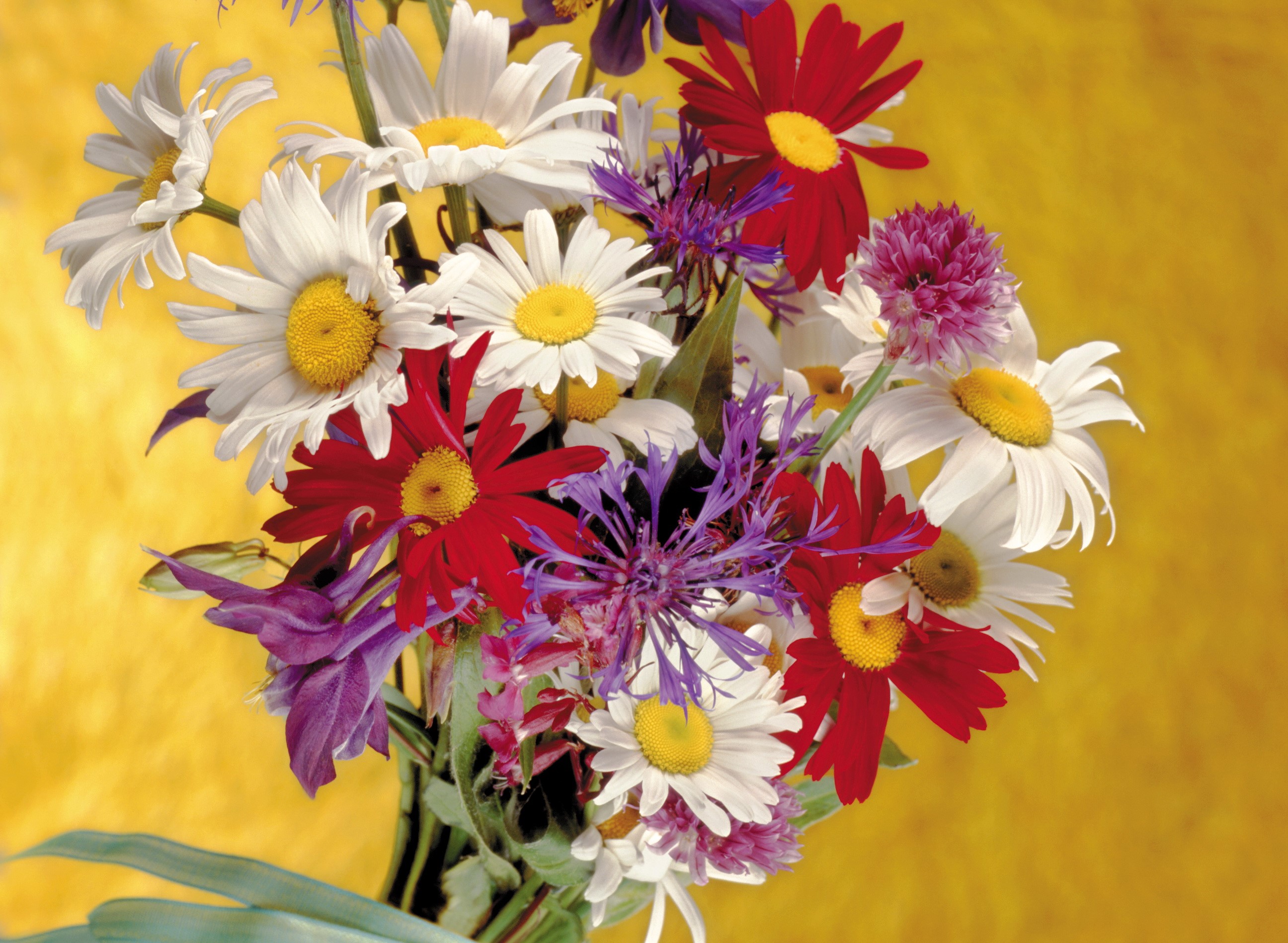 Bouquet of wildflowers with daisies and red flowers HD Wallpaper
