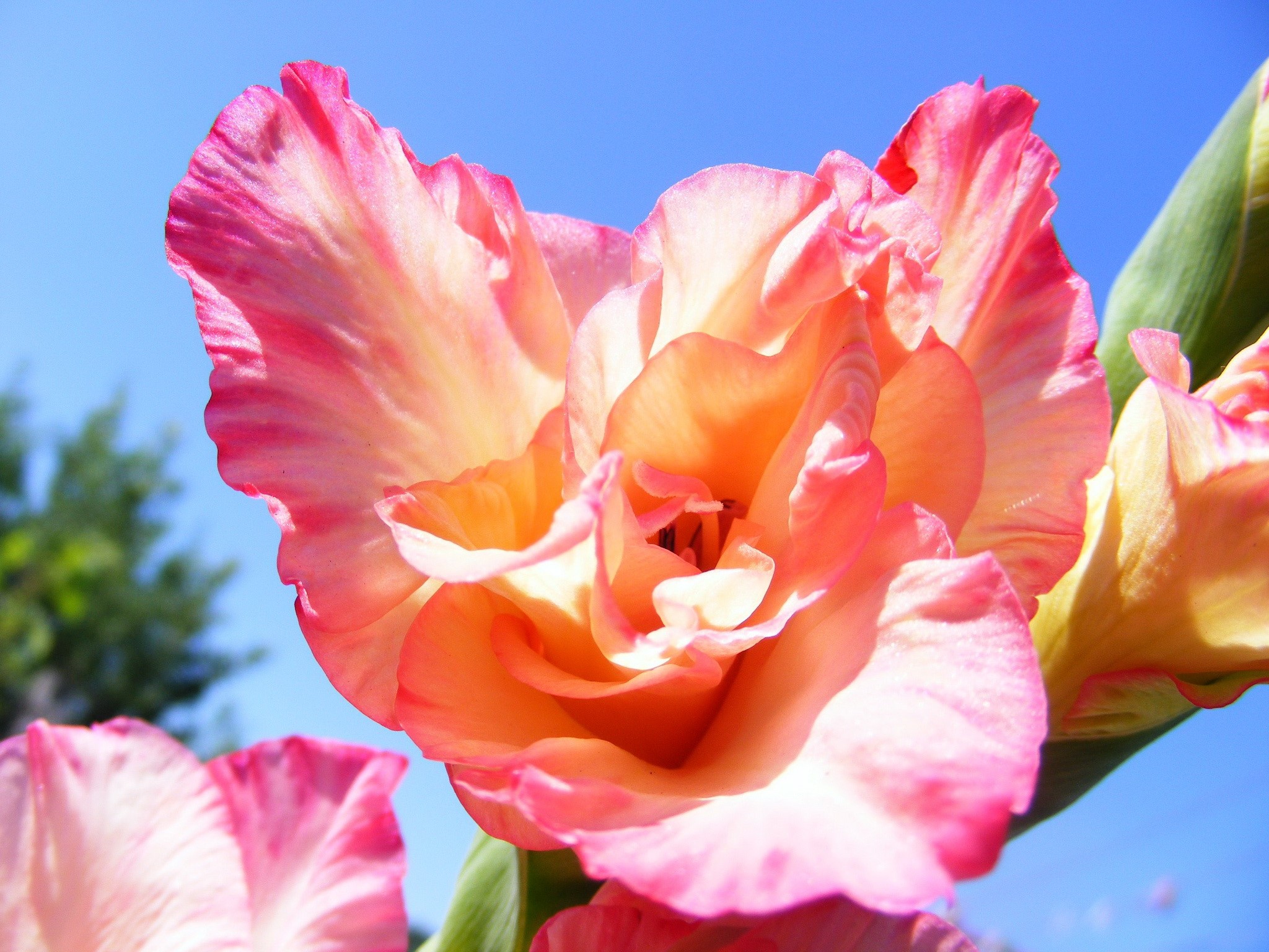 Close-up of a pink and orange gladiolus flower HD Wallpaper