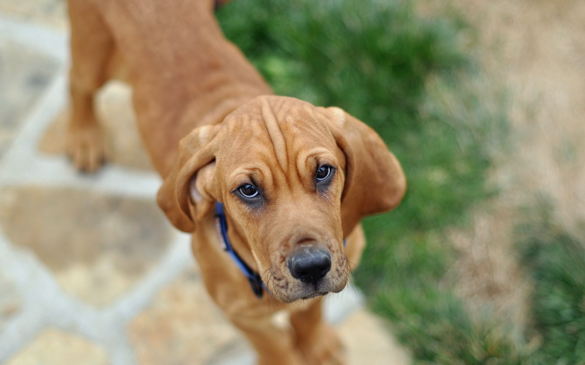 Brown puppy with blue collar looking up HD Wallpaper