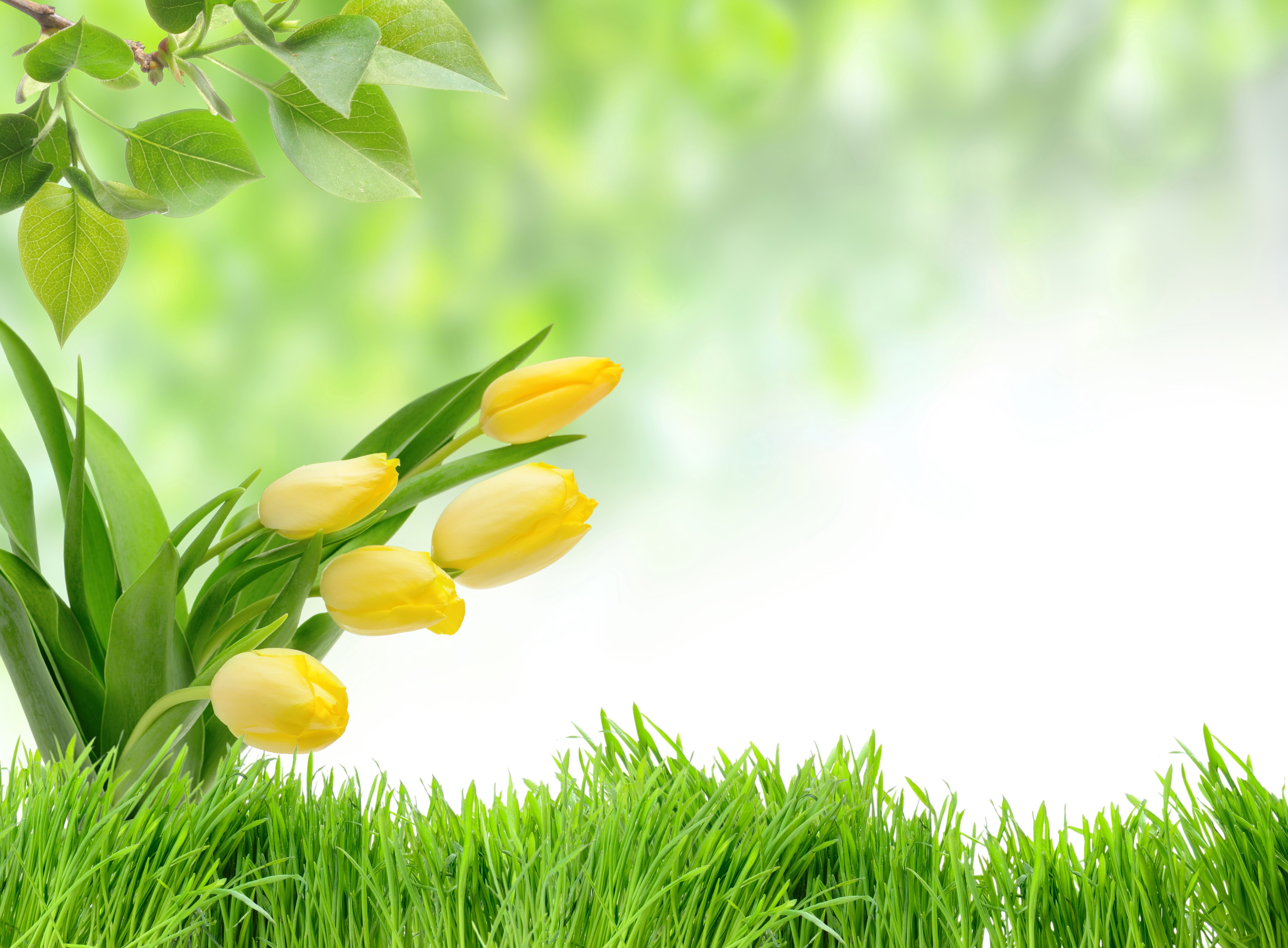 Yellow Tulips and Green Grass with Foliage HD Wallpaper