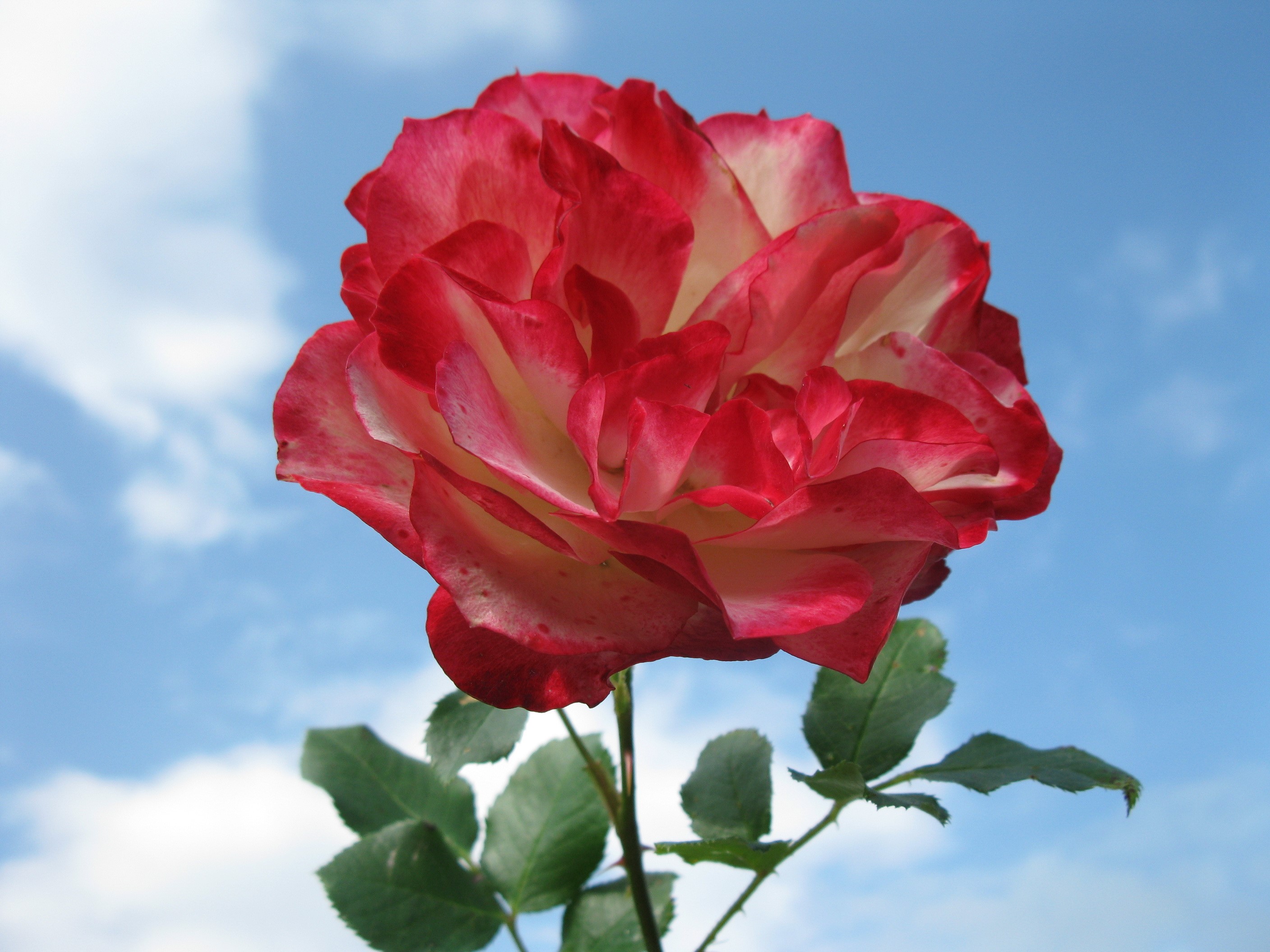 Red and white rose against a blue sky HD Wallpaper