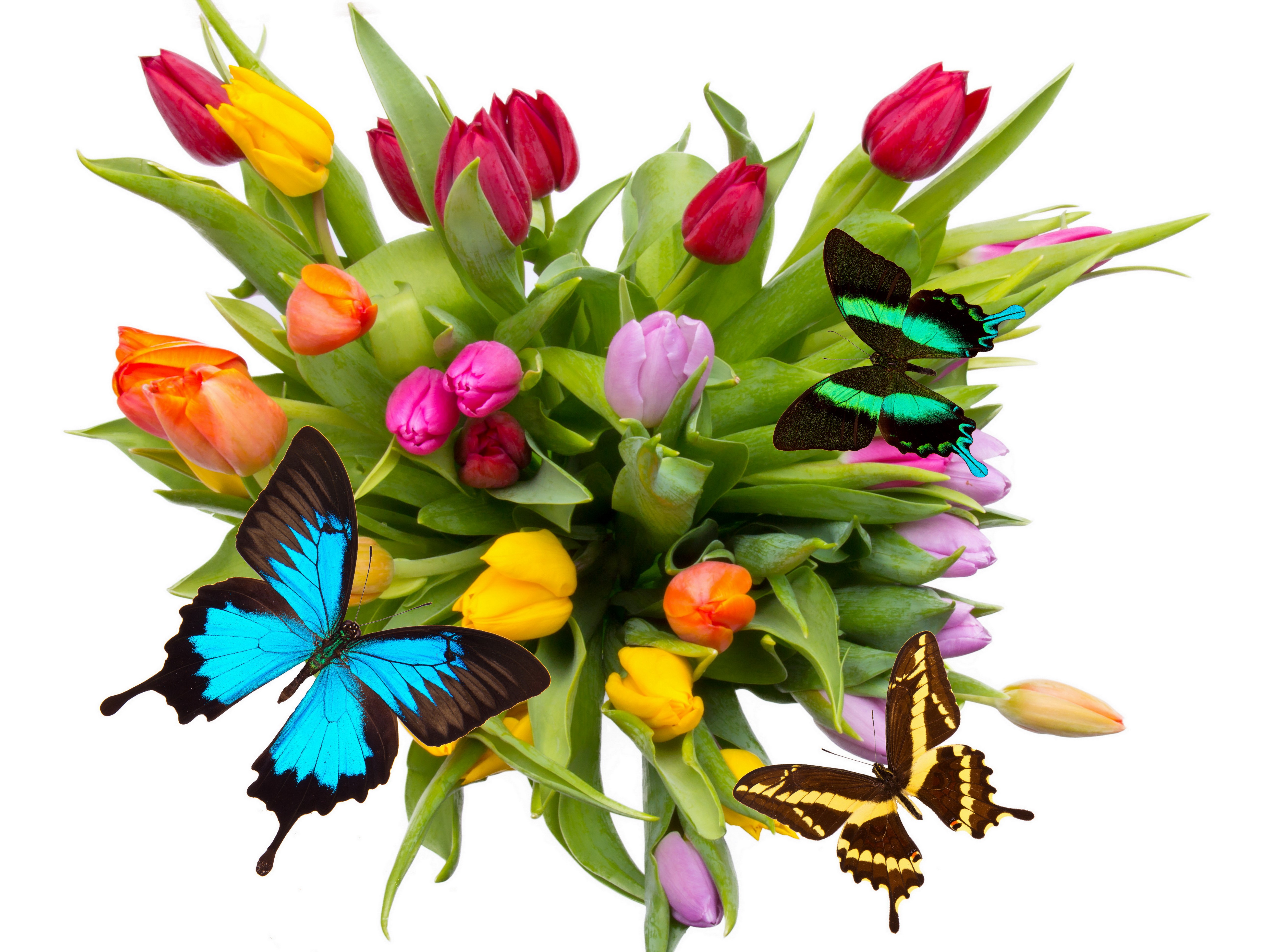 Tulips and Butterflies HD Wallpaper
