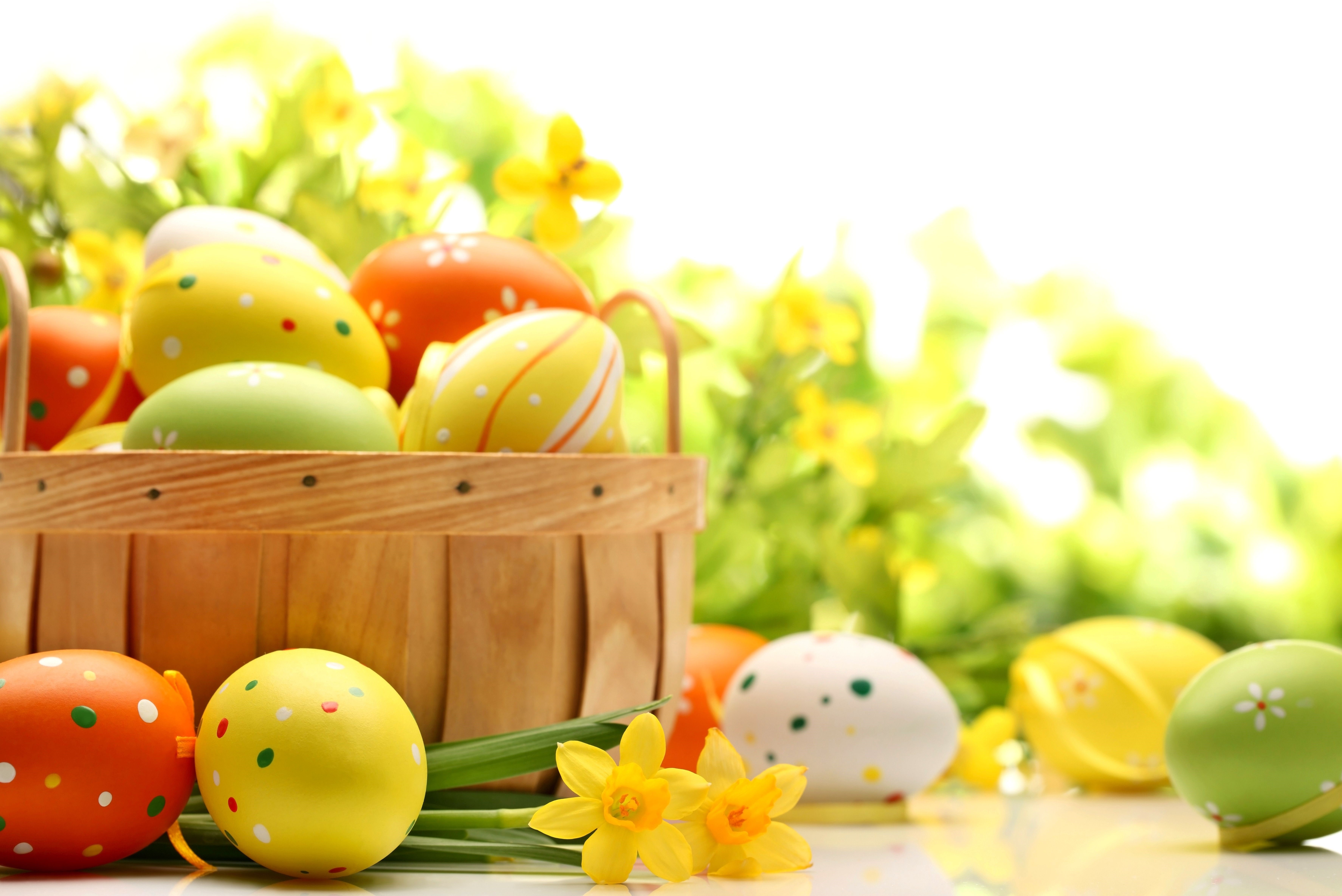 Easter Eggs in a Basket with Daffodils HD Wallpaper