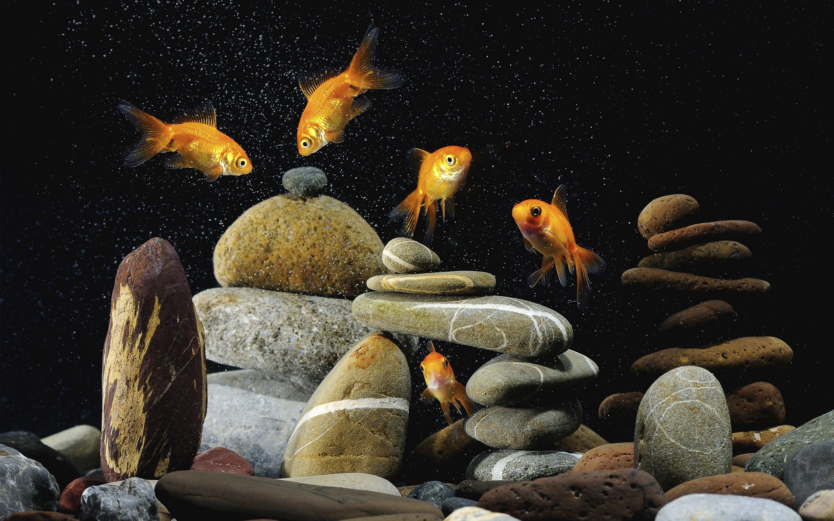 Goldfish swimming among stacked stones in an aquarium HD Wallpaper