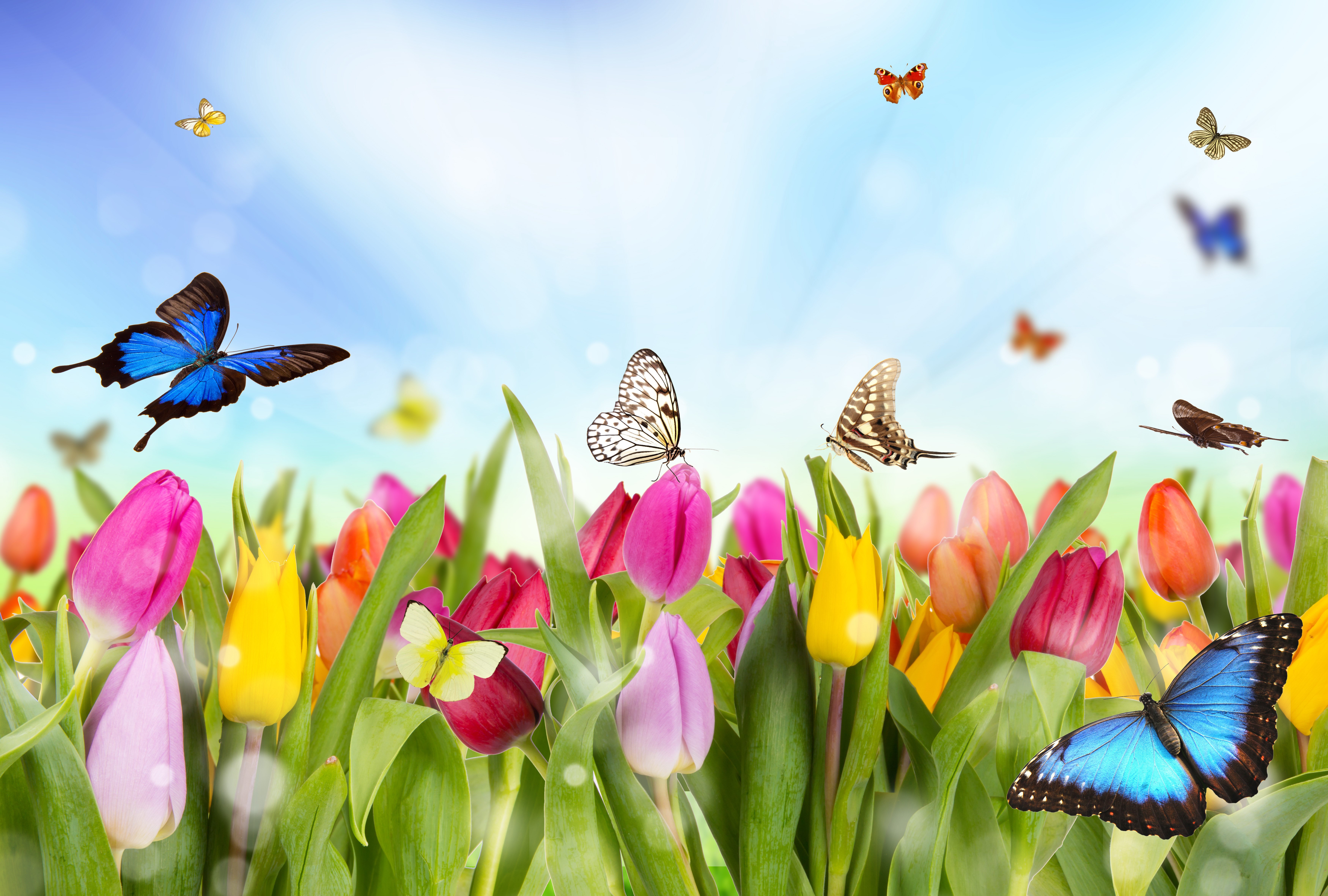 Tulips and Butterflies HD Wallpaper