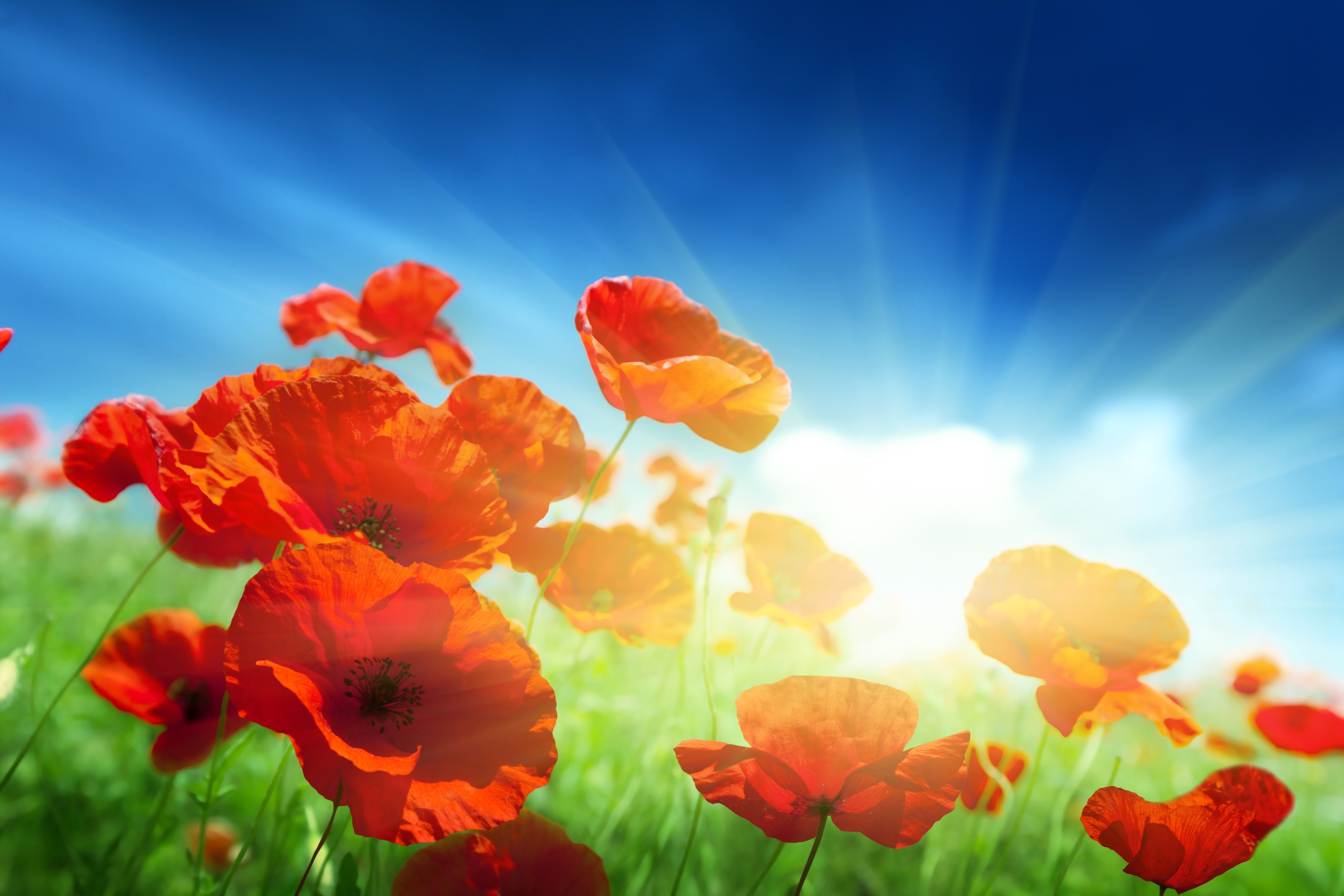 Field of Red Poppies Under a Blue Sky HD Wallpaper