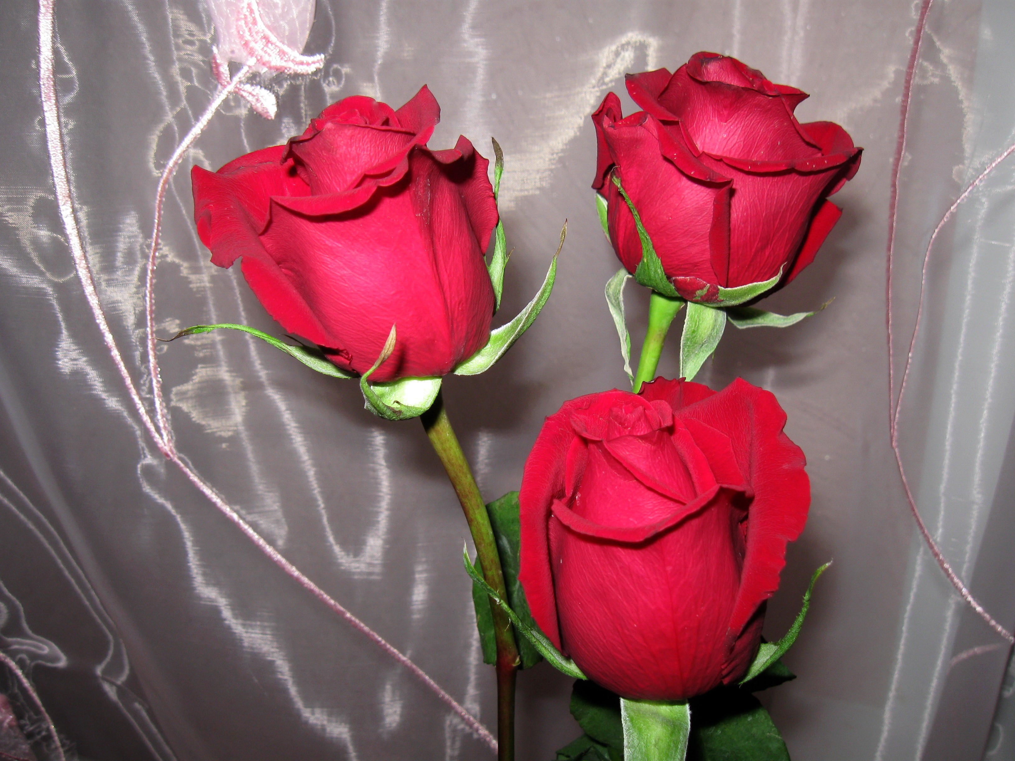 Three red roses against a sheer curtain HD Wallpaper