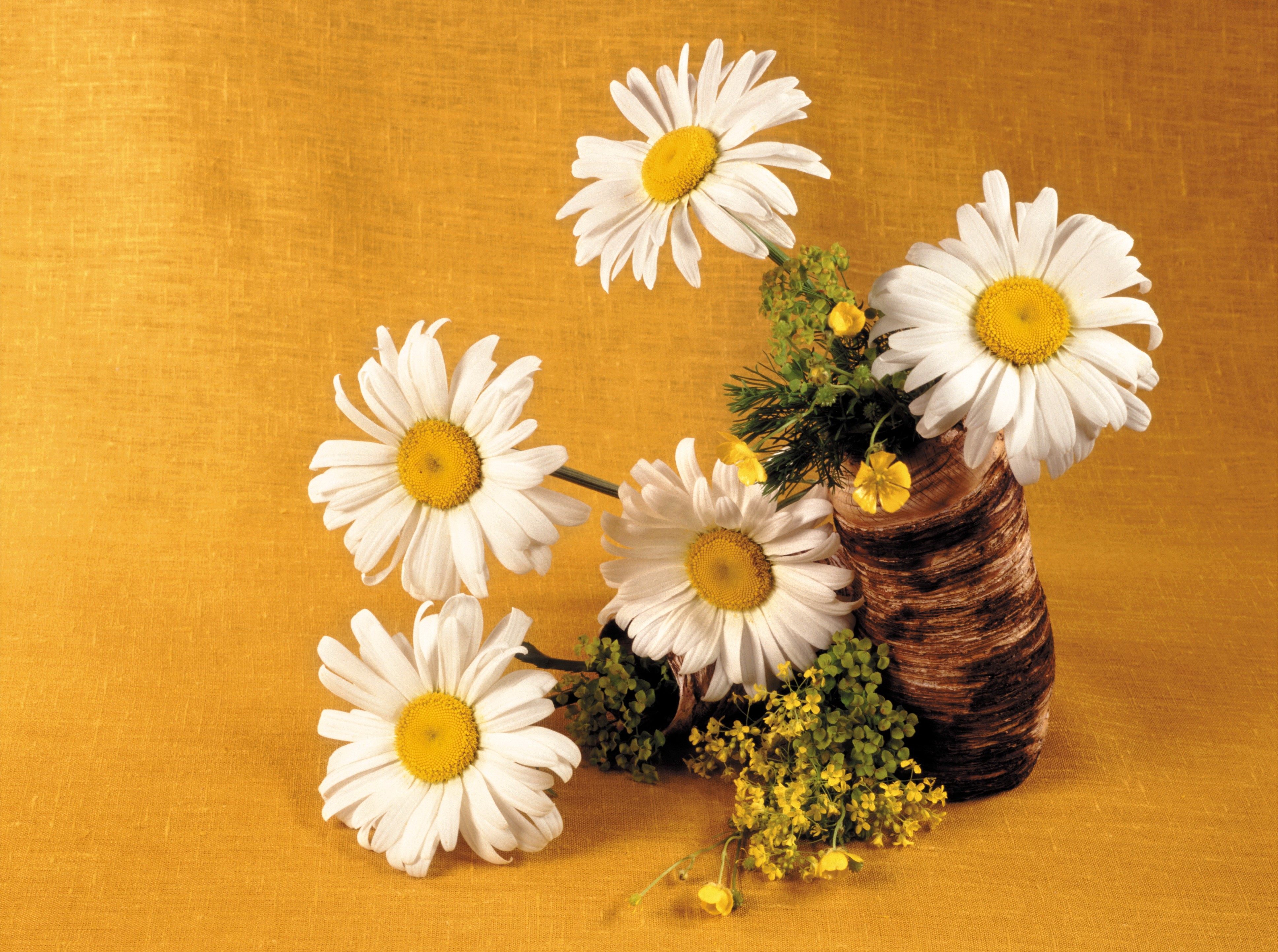 Daisies in a Wooden Vase HD Wallpaper