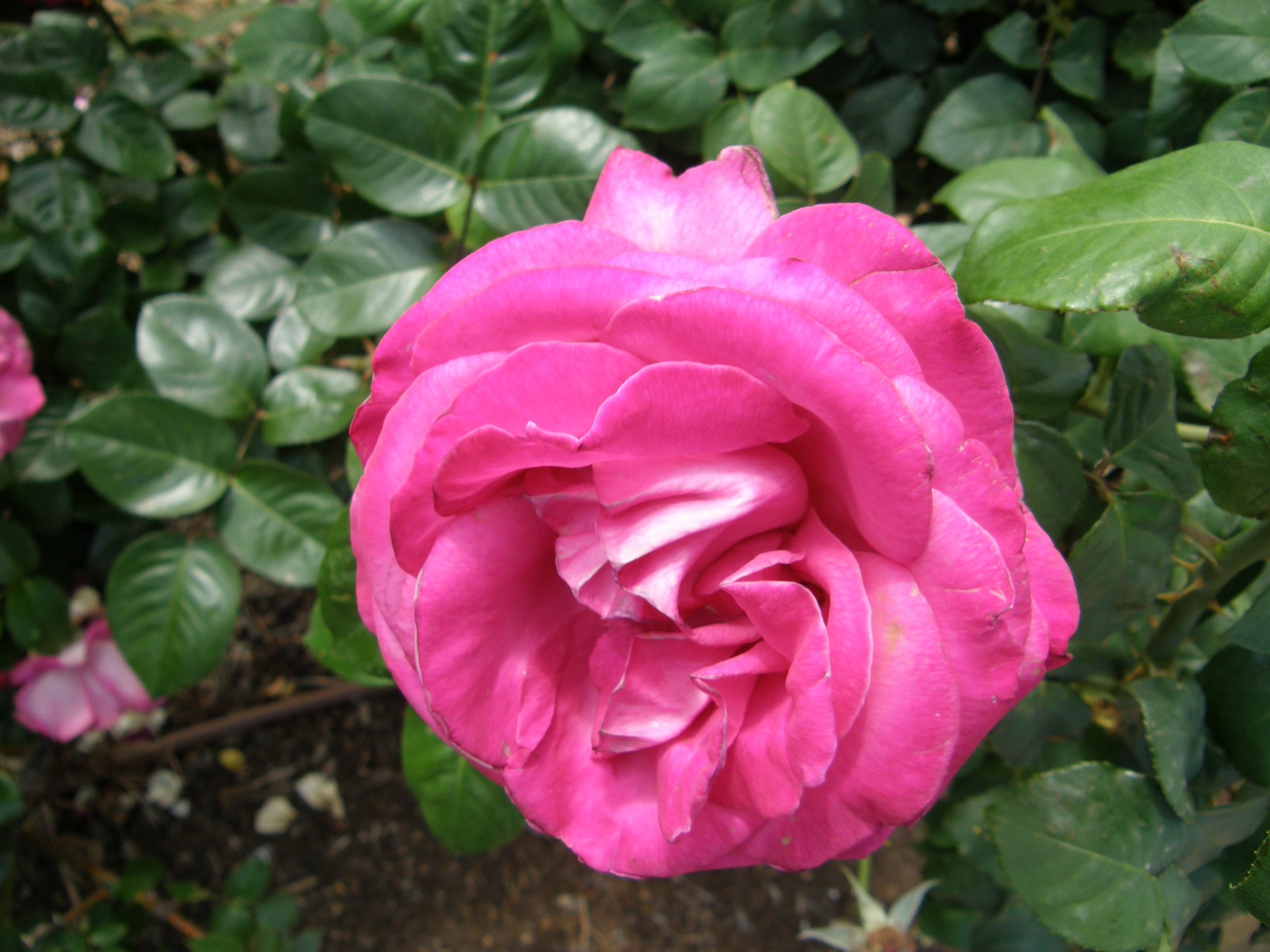 Close-up of a vibrant pink rose in bloom HD Wallpaper
