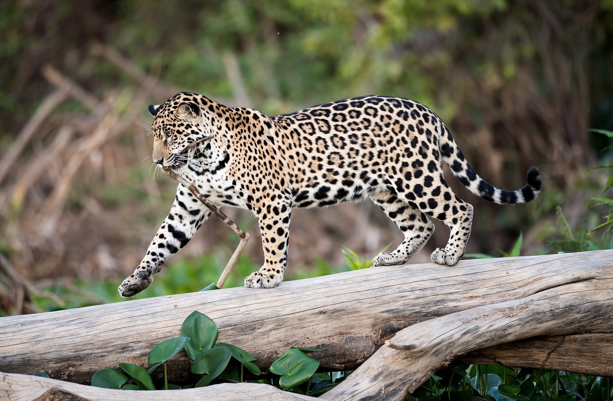 Jaguar walking on a log with a stick in its mouth HD Wallpaper
