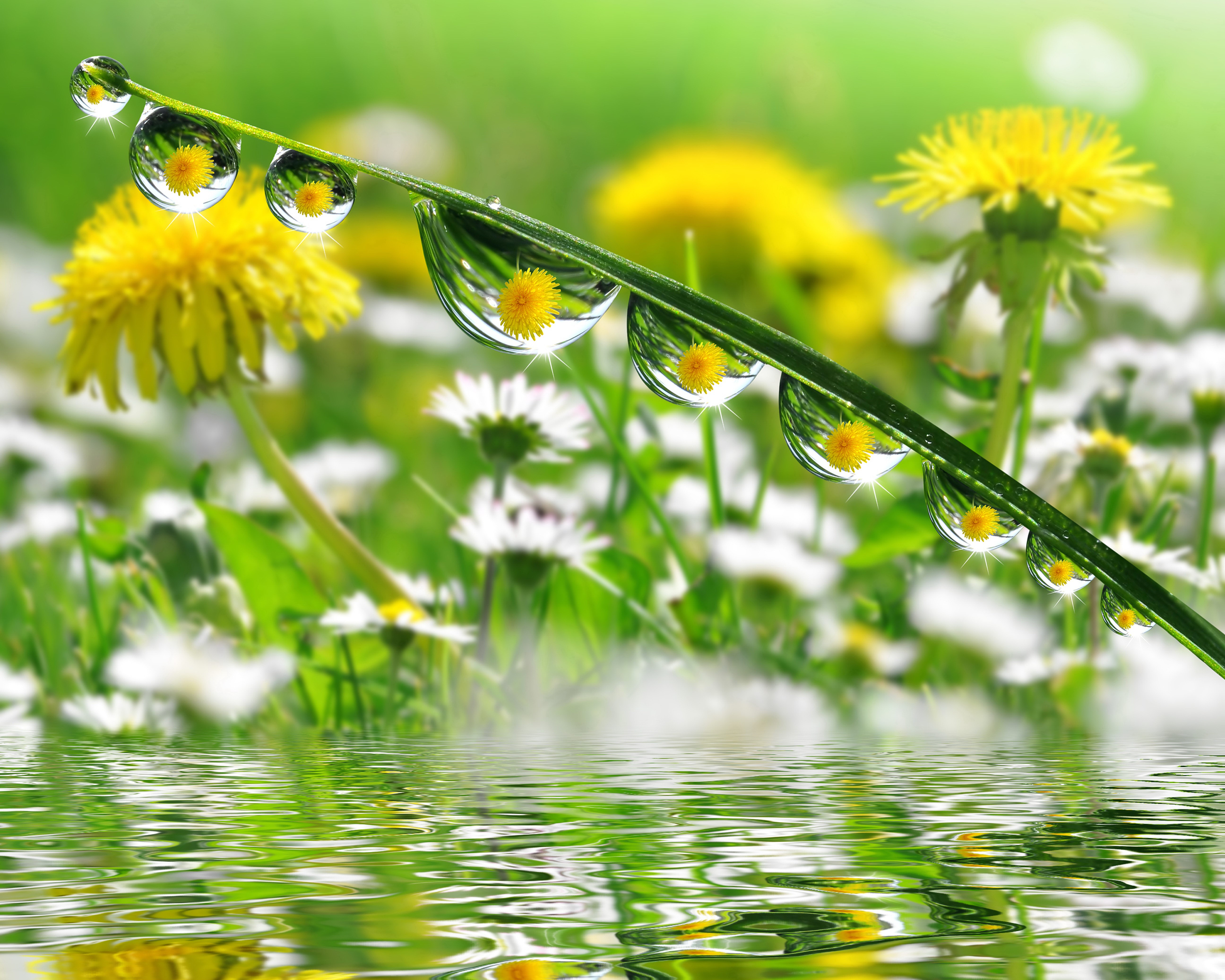 Dandelion and Daisy Field with Water Droplets HD Wallpaper