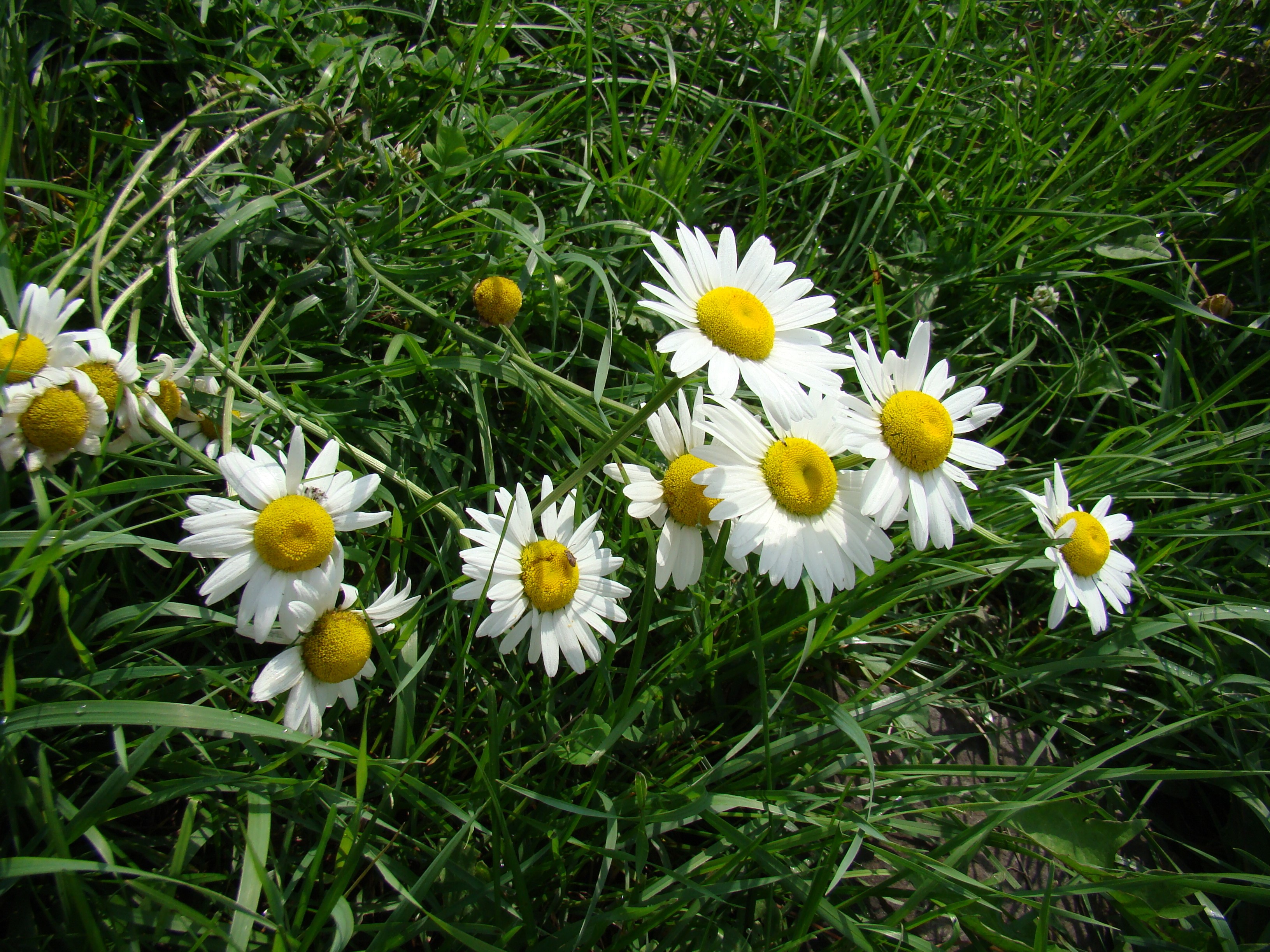 White daisies with yellow centers in green grass HD Wallpaper