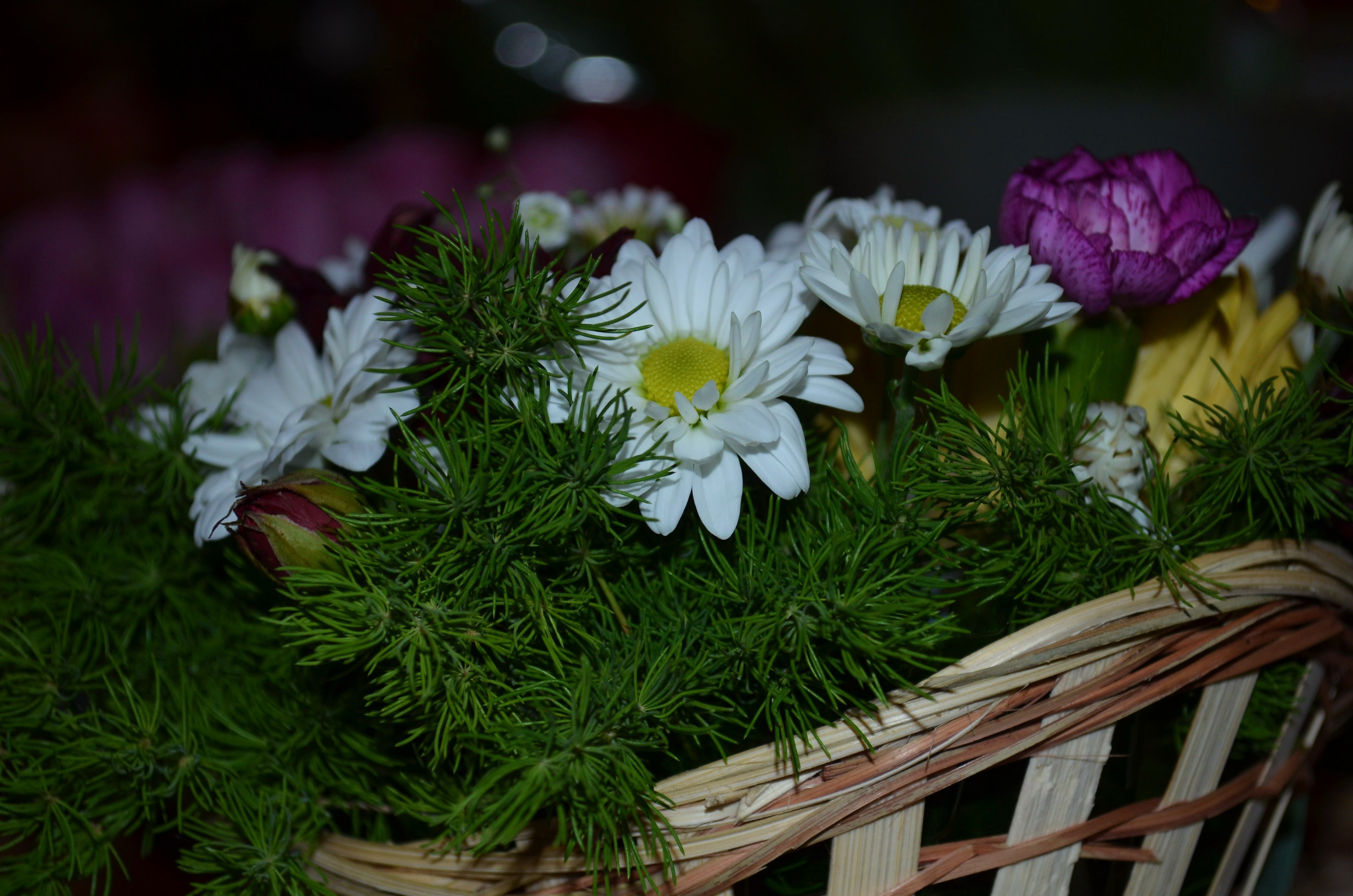 Basket of Camomiles and Greenery HD Wallpaper