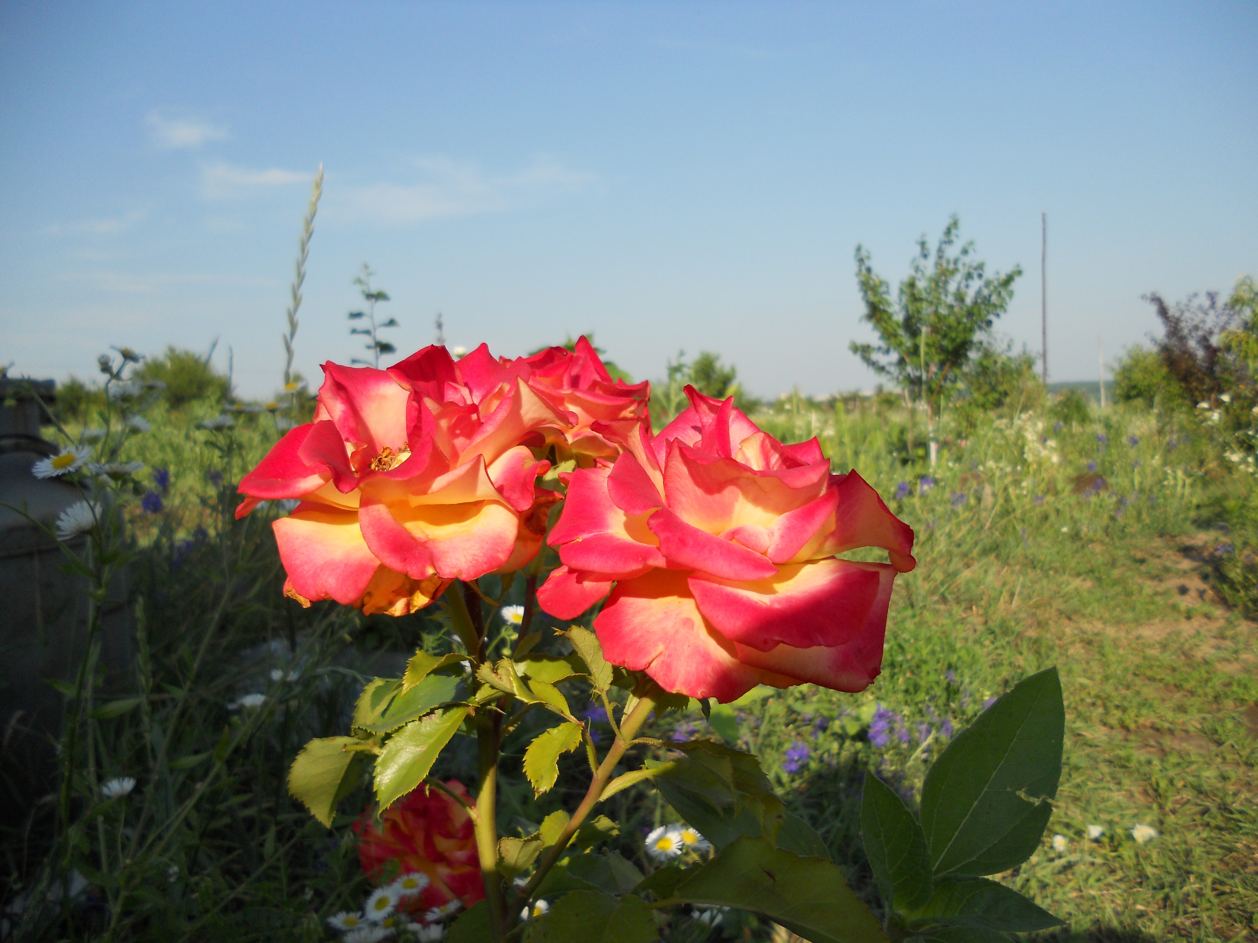 Two-toned roses in a garden HD Wallpaper