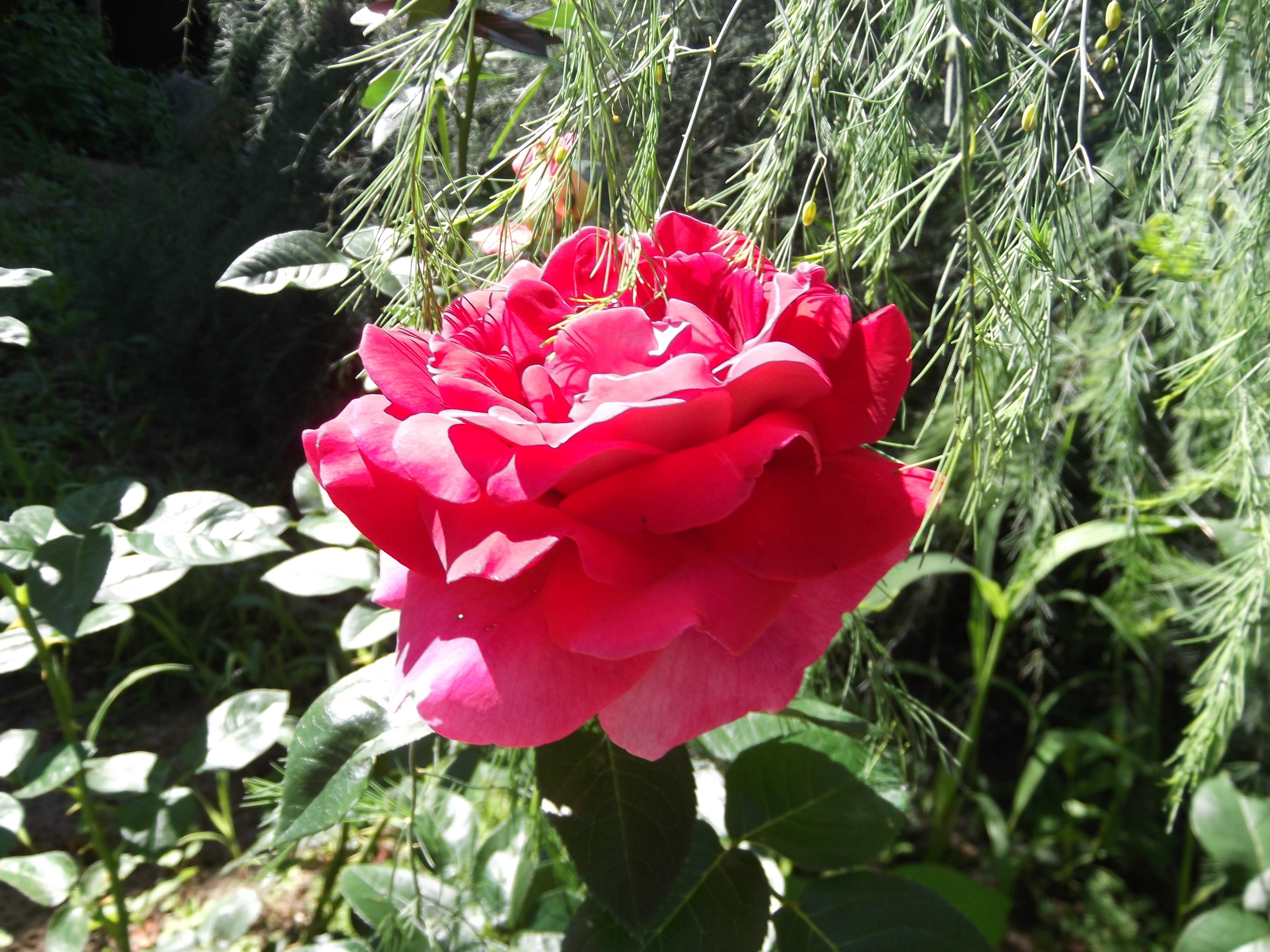 Red Rose in Garden HD Wallpaper