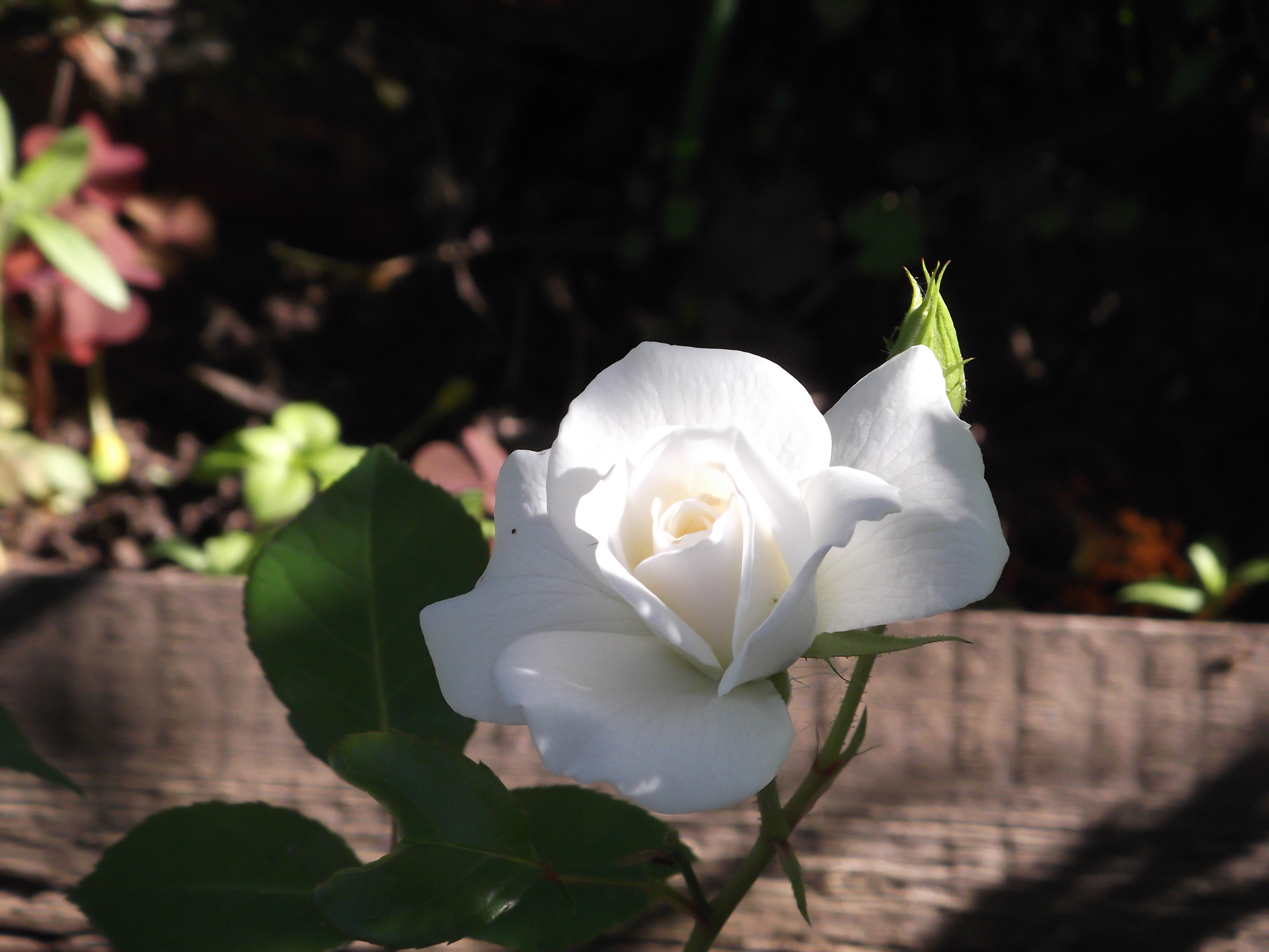 White Rose with Bud HD Wallpaper