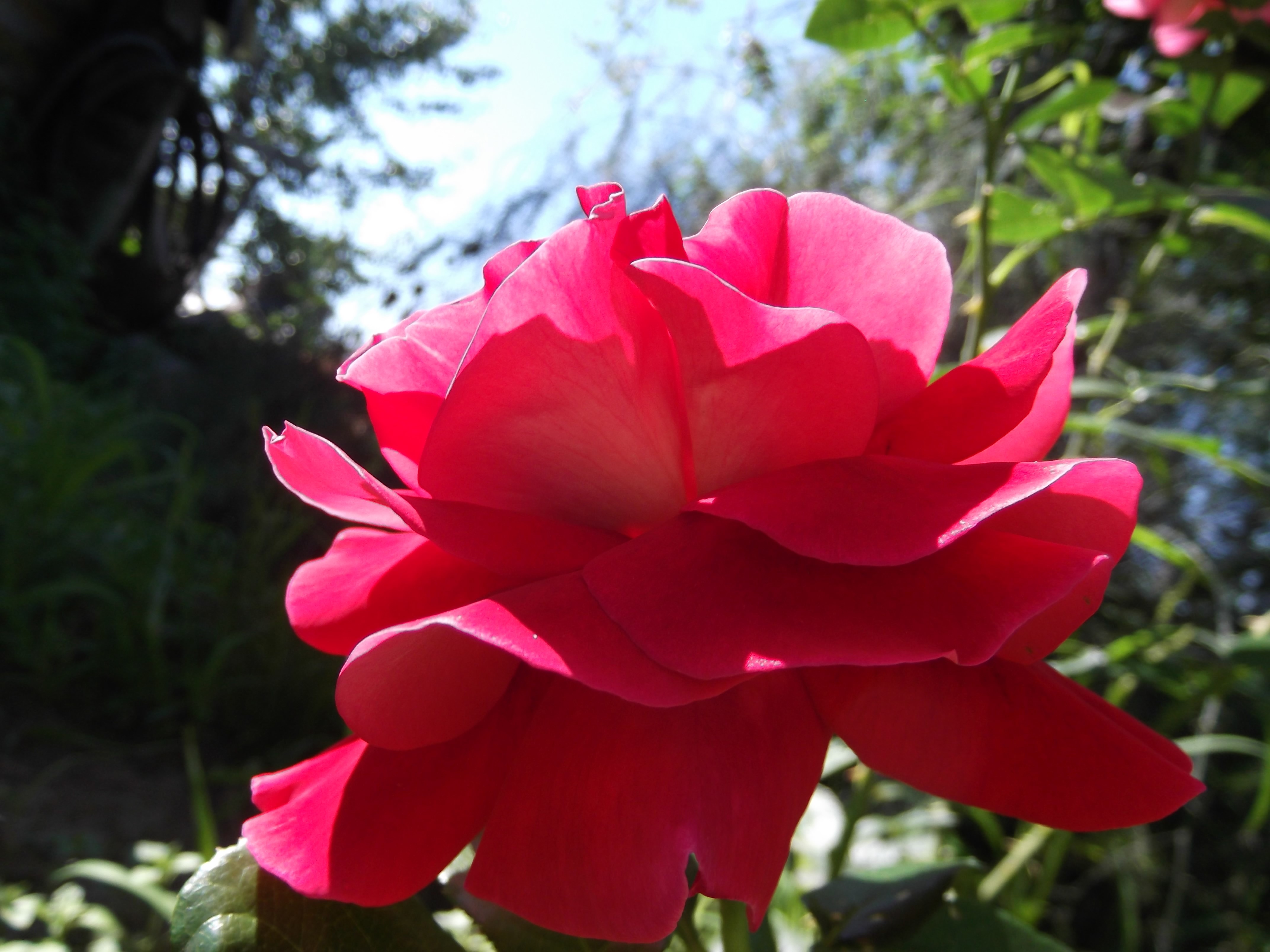 Red Rose with Green Foliage HD Wallpaper