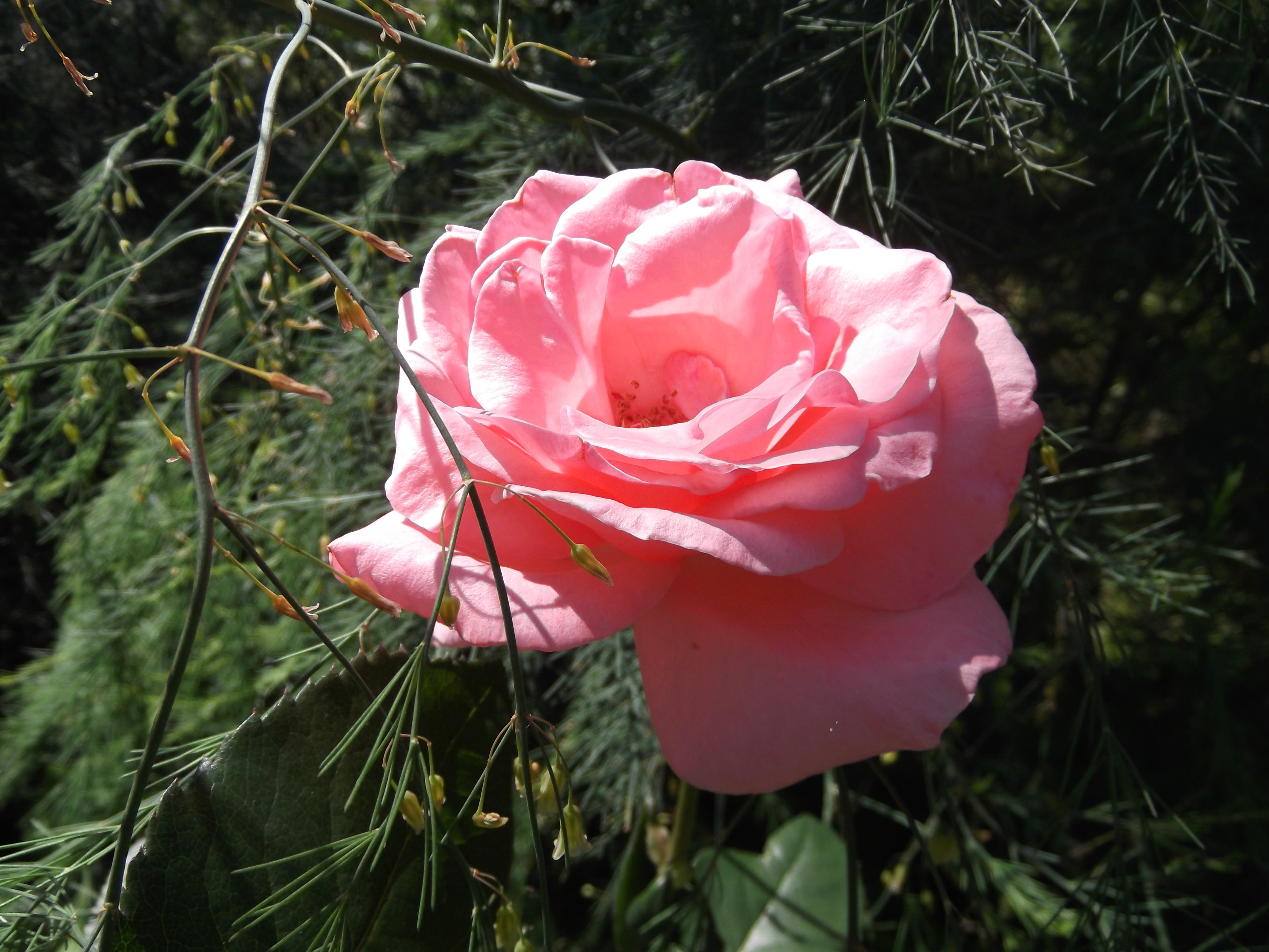 Pink Rose with Greenery HD Wallpaper